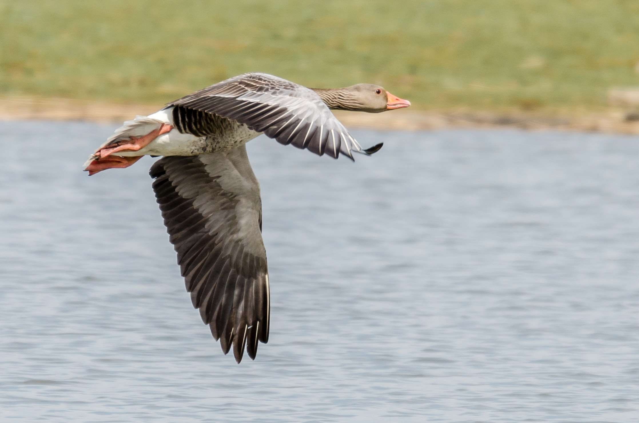 water, animal, vertebrate, outdoors, animal themes, one animal, day, focus on foreground, graugans, eagle, motion, mid-air, geese, spread wings, nature, HD Wallpaper