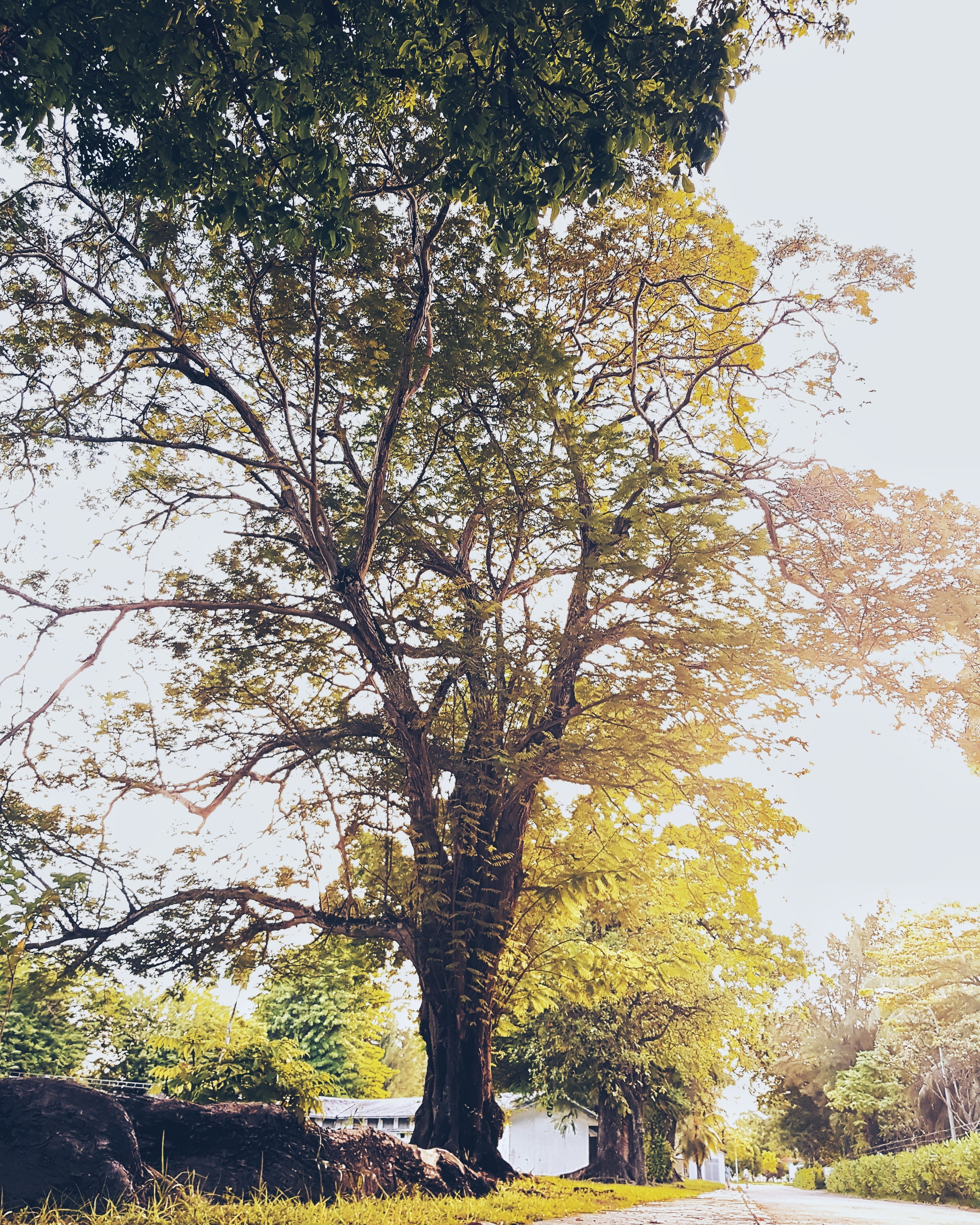 autumn, park, growth, tree, beauty in nature, maldives, gan international airport, 2K, trunk, branch, sunlight, scenics - nature, sky, tranquil scene, Phone HD Wallpaper