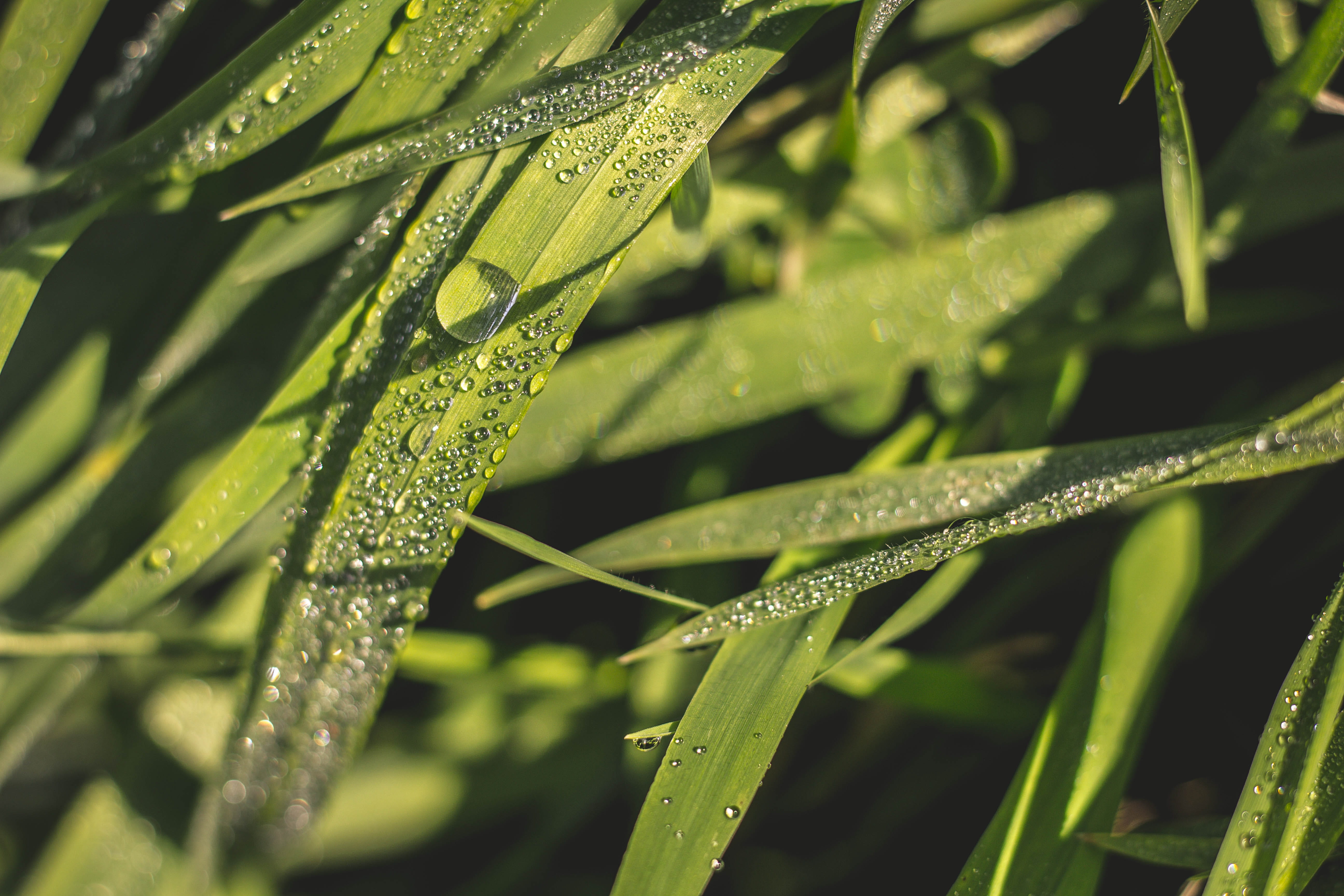 beauty in nature, dew, growth, nature, no people, outdoors, rain, close-up, israel, leaf, water, raindrop, leaves, 5K, selective focus, drop, day, grass, HD Wallpaper