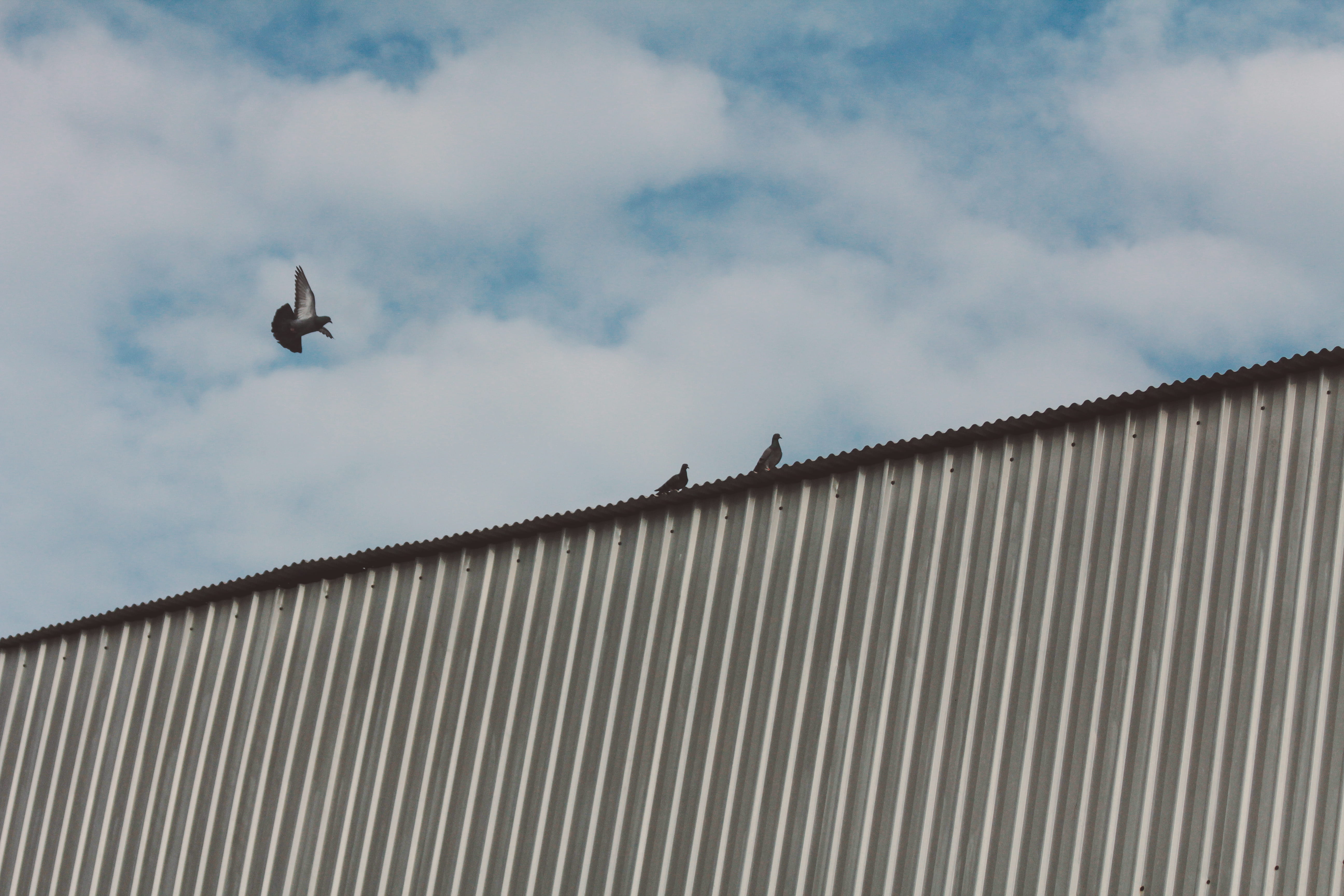 addu city, gan international airport, building, animals in the wild, corrugated, low angle view, animal wildlife, no people, architecture, one animal, day, HD Wallpaper