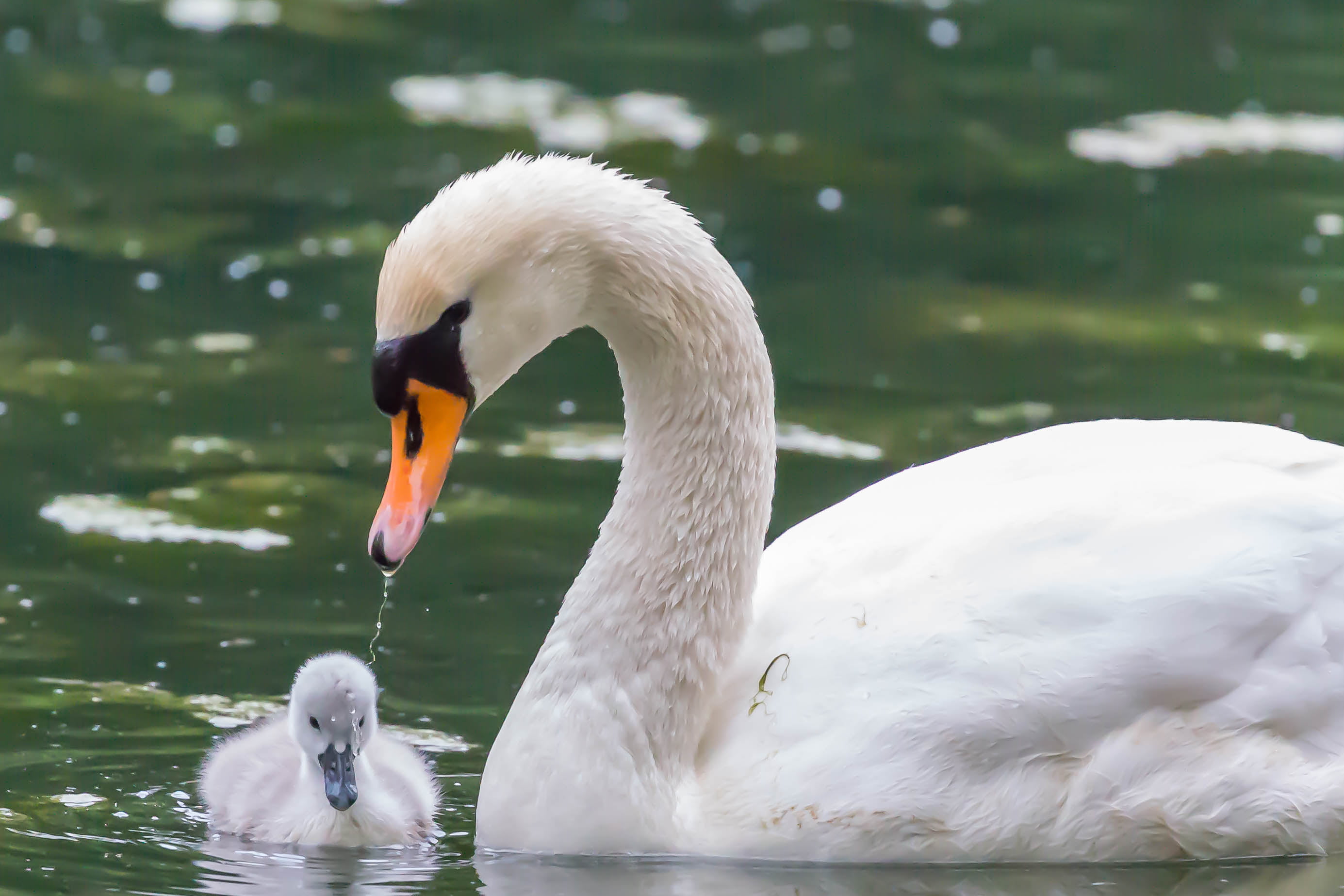 Feder, k, bird, Cologne, outdoors, Schwan, Schnabel, Gans, lake, Natur, white, pond, Kanal, Köln, person, Vogel, Ente, fledgling, pool, feather, Enten, HD Wallpaper