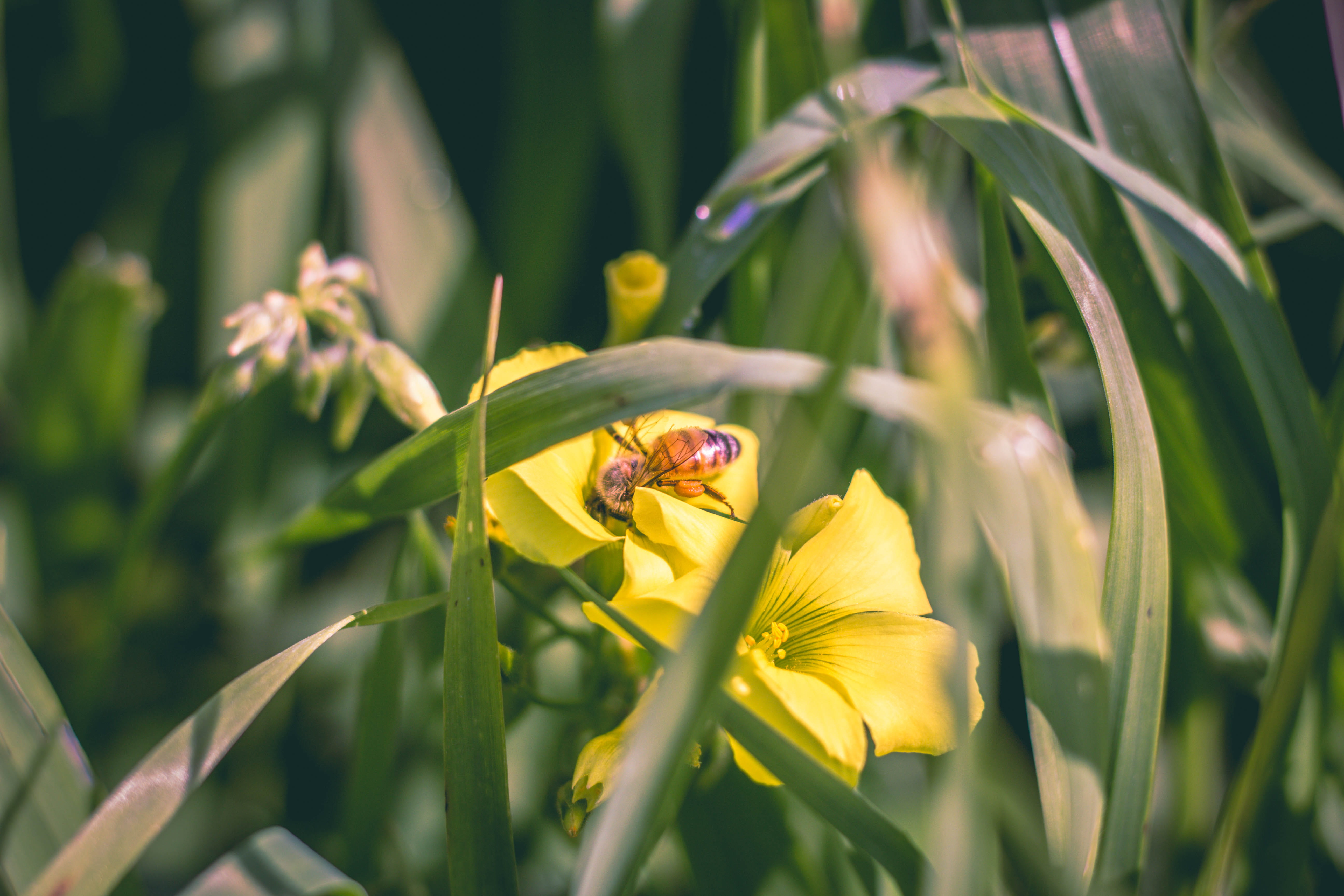 vulnerability, animal, pollination, insect, close-up, flower head, spring, beauty in nature, plant, israel, one animal, no people, pollen, animal wildlife, HD Wallpaper