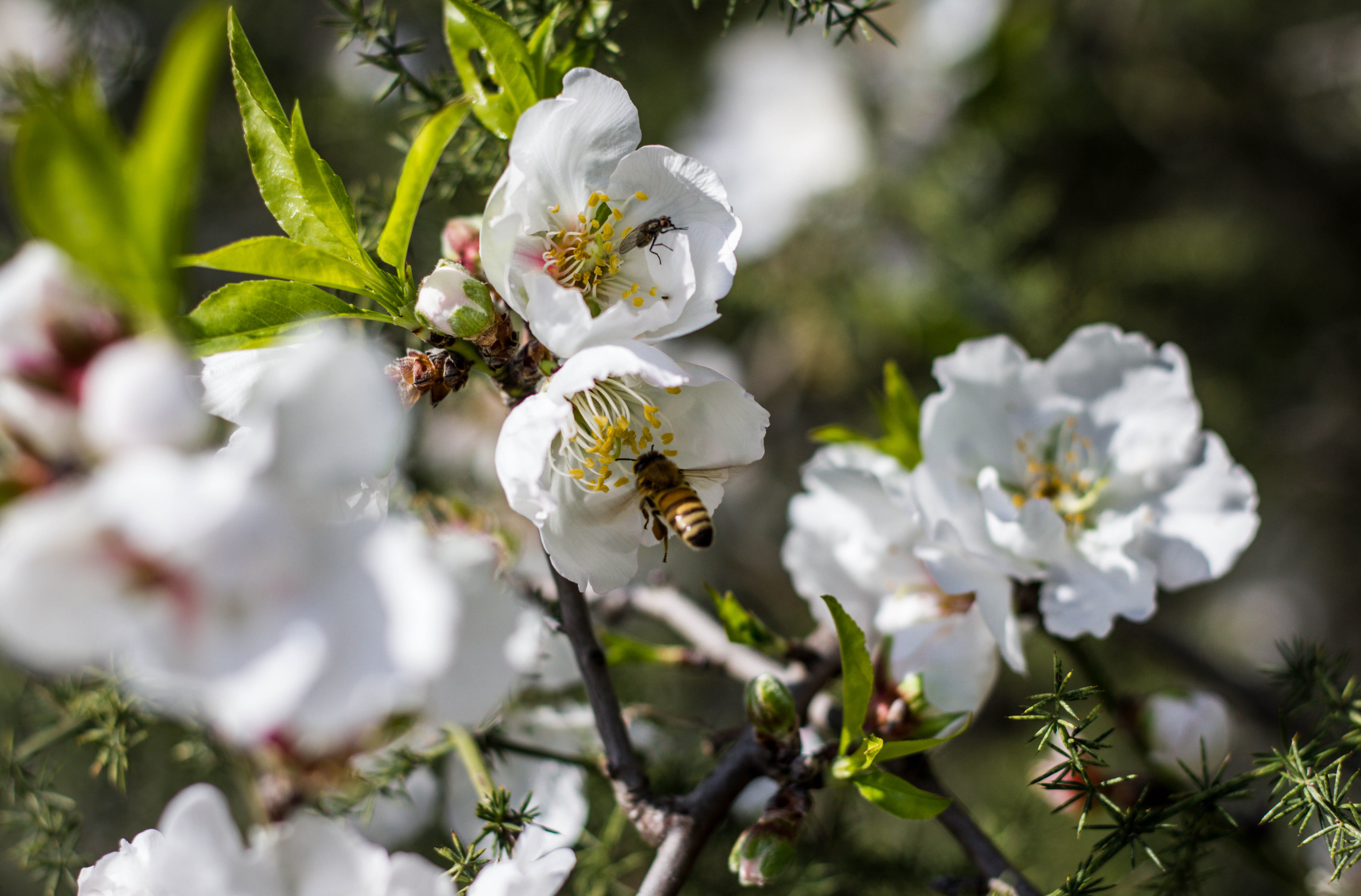 growth, plant, beauty in nature, petal, flower, white color, insect, pollen, cherry blossom, 4K, spring, moment, pollination, fragility, white, springtime, HD Wallpaper