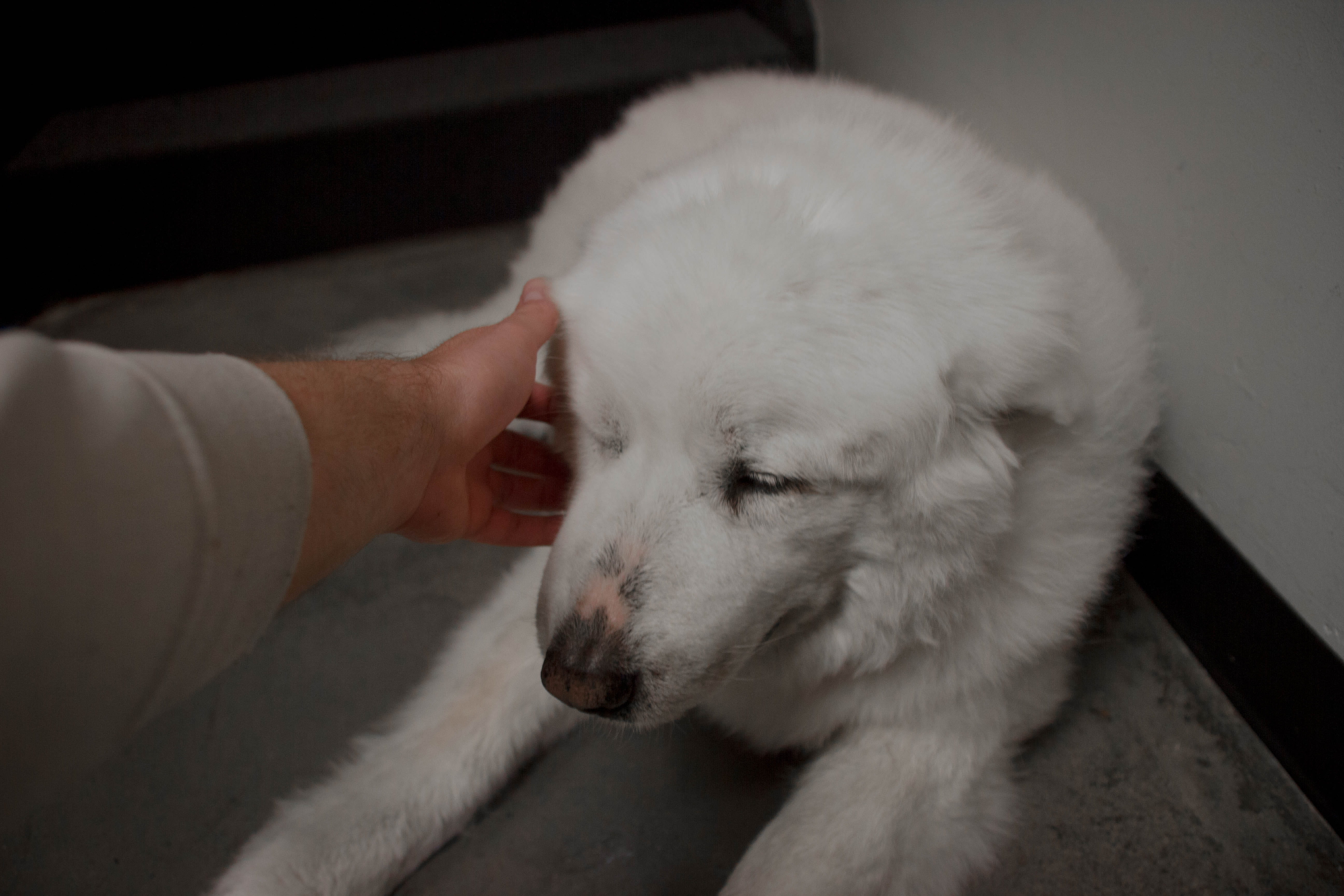 neonbrand digital marketing, care, 5K, domestic animals, happiness, united states, human hand, unrecognizable person, las, love, happy, must love dogs, HD Wallpaper