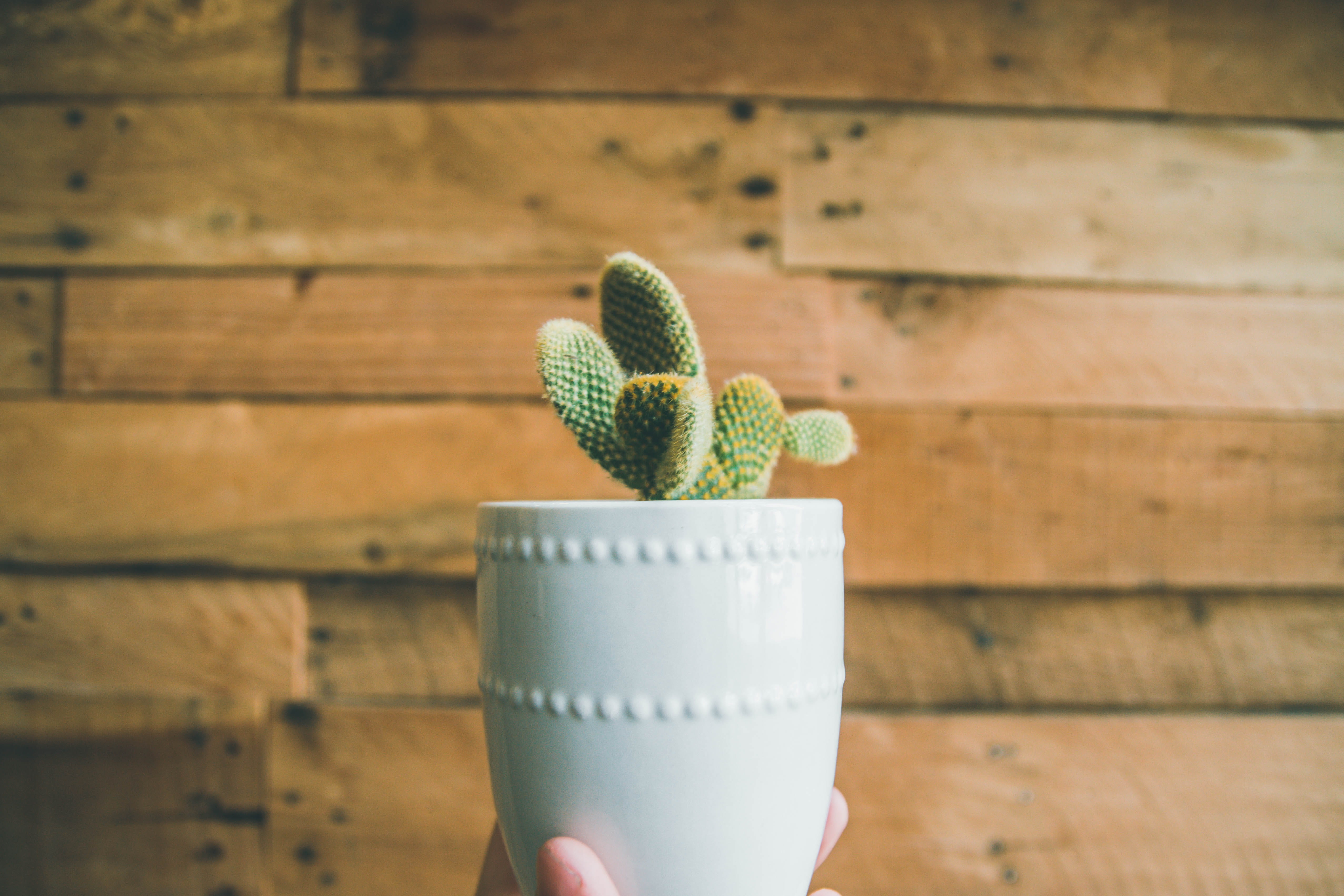 growth, prickle, human body part, indoors, day, person, human limb, neonbrand digital marketing, accessories, white, flora, las vegas, pot, hand, united states, HD Wallpaper