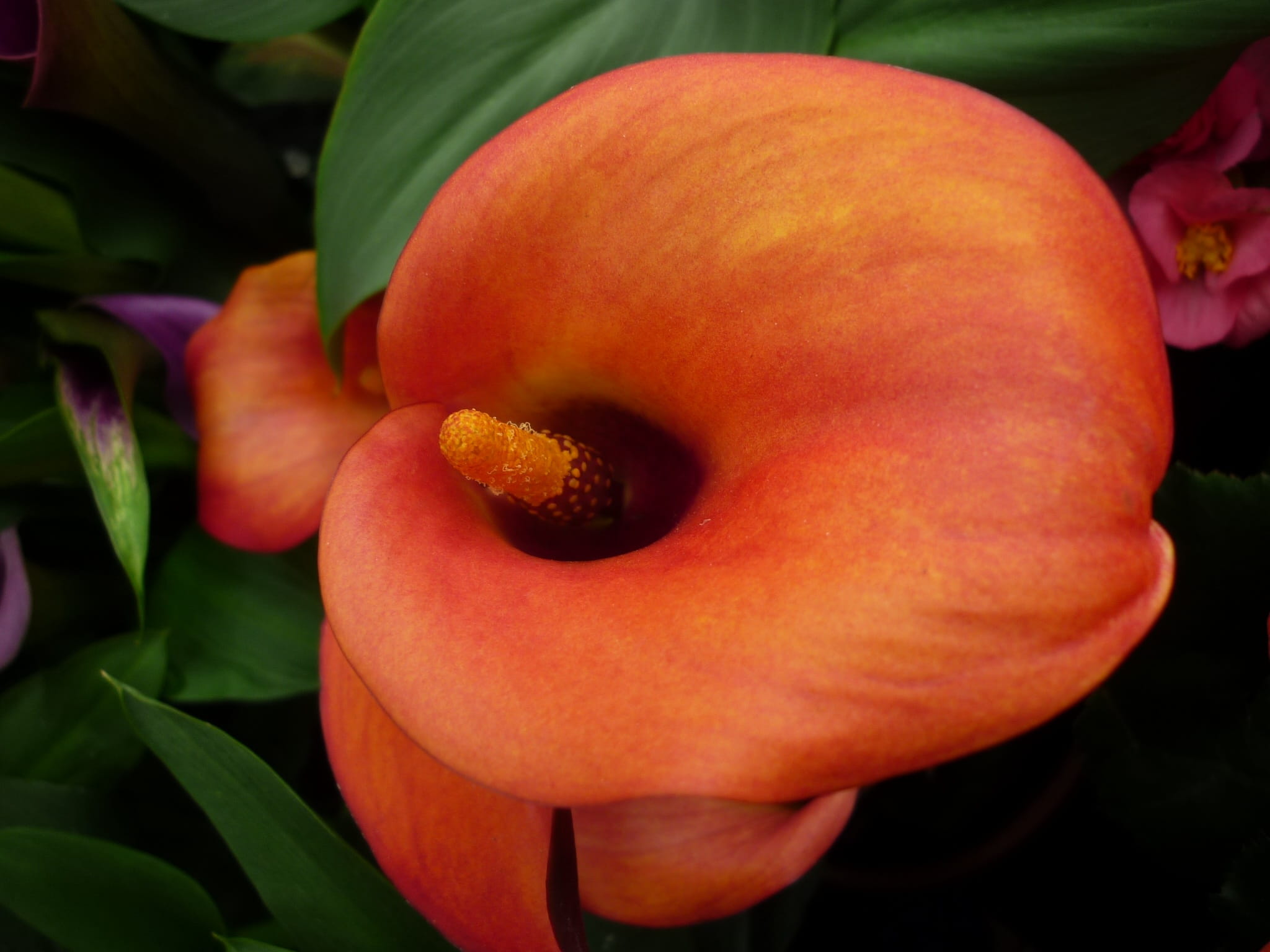 food, bloom, Hybrid, day, plant, Kalla, freshness, food and drink, Nature, orange color, outdoors, large, demanding, ornamental plant, no people, red, Large, HD Wallpaper