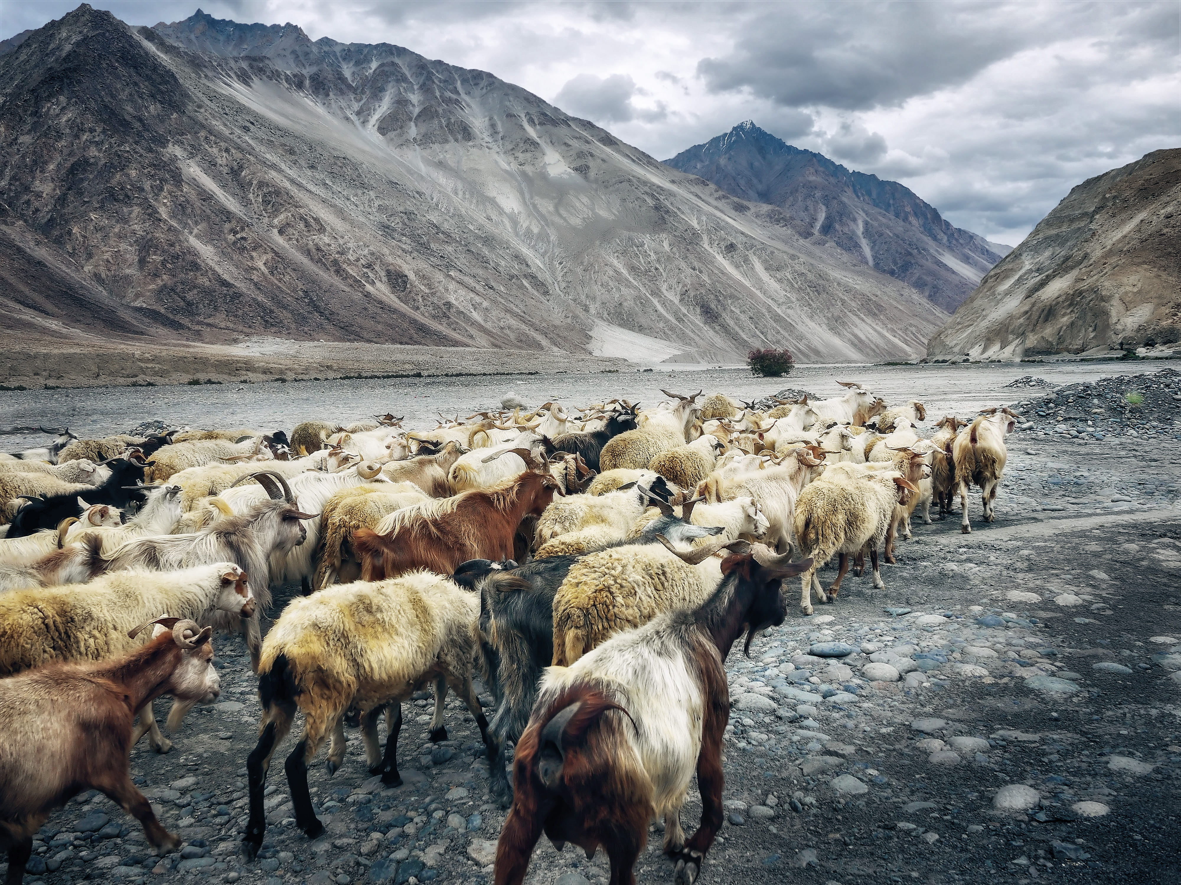 mountain, animal themes, cloud - sky, herbivorous, body, beauty in nature, group Of Animals, grazing, lake, animals And Pets, sheep, 4K, winter, vertebrate, HD Wallpaper