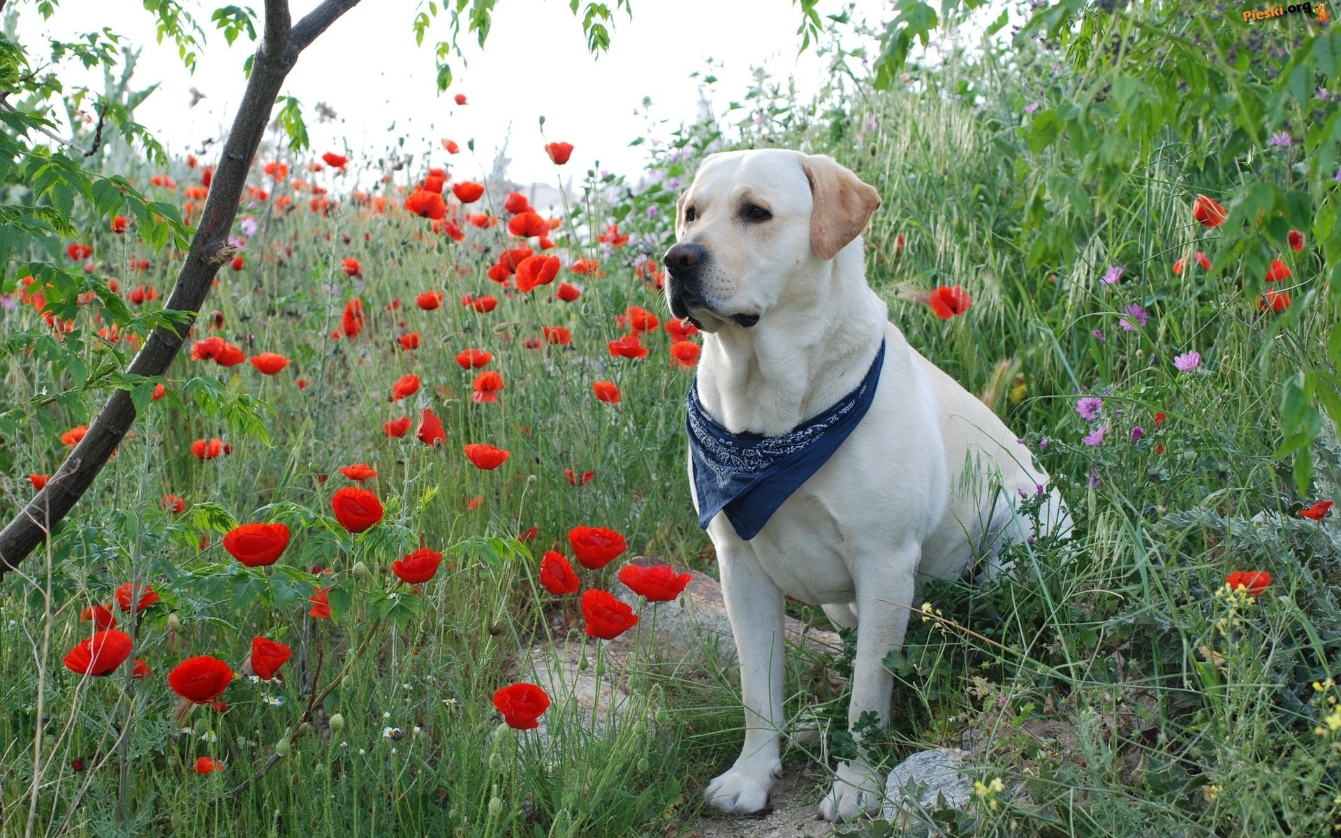 Perro, 1080P, Paa, labrador, HD Wallpaper