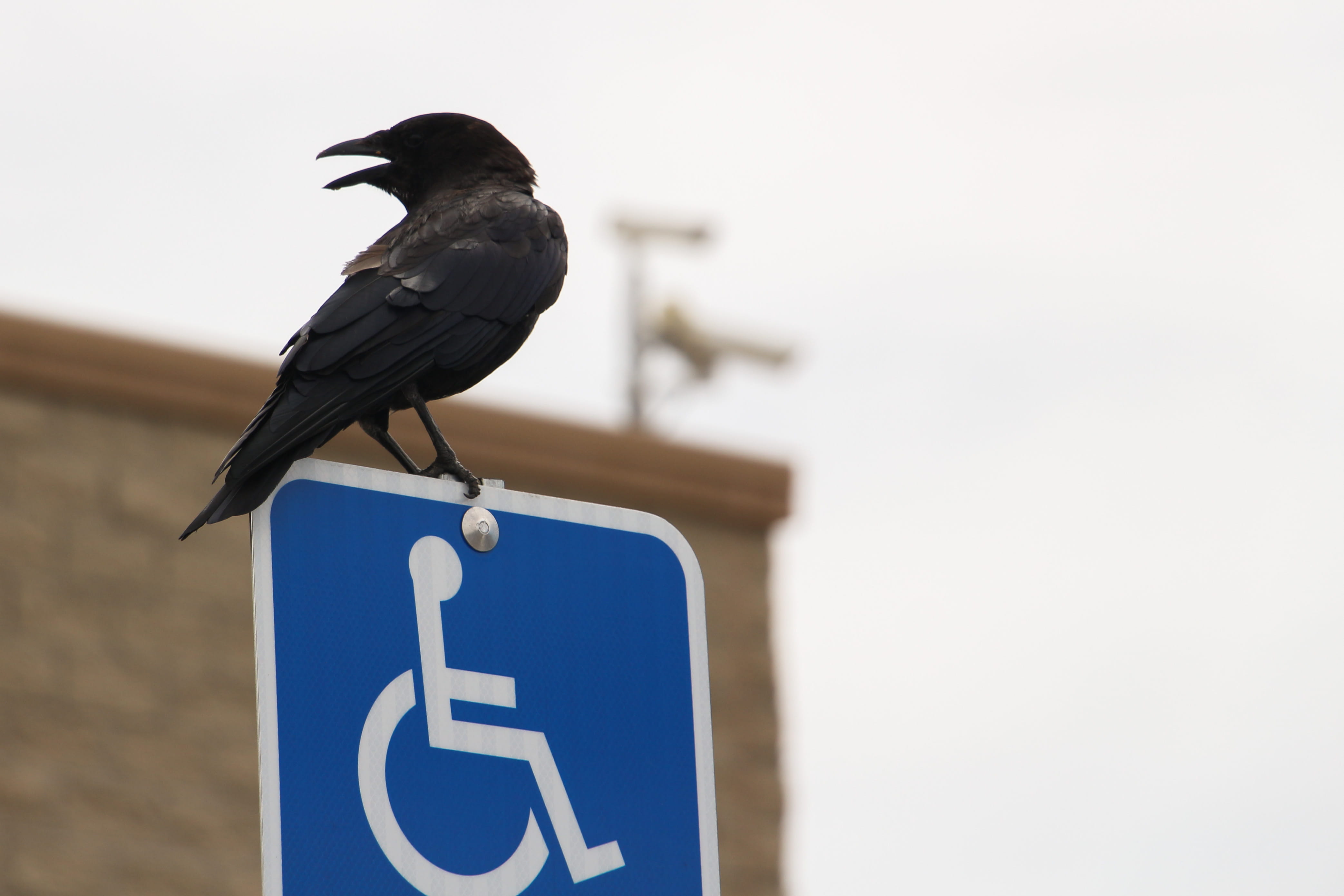 vertebrate, town, nature, animal wildlife, no people, roadsign, crow, blue, bird, animal themes, 4K, day, perching, animal, focus on foreground, disabled access, HD Wallpaper