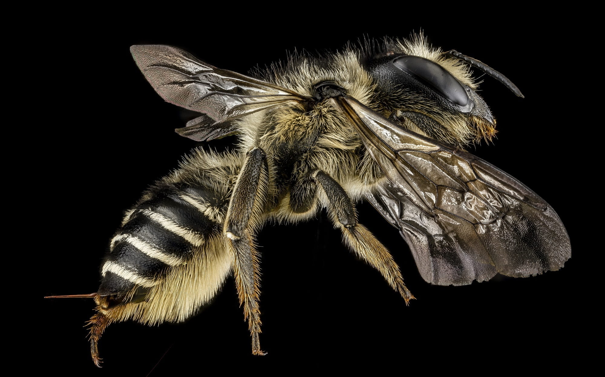 wings, animal body part, close up, animals in the wild, pollen, studio shot, arthropod, wildlife, animal wildlife, mounted, flower, pollinator, invertebrate, HD Wallpaper