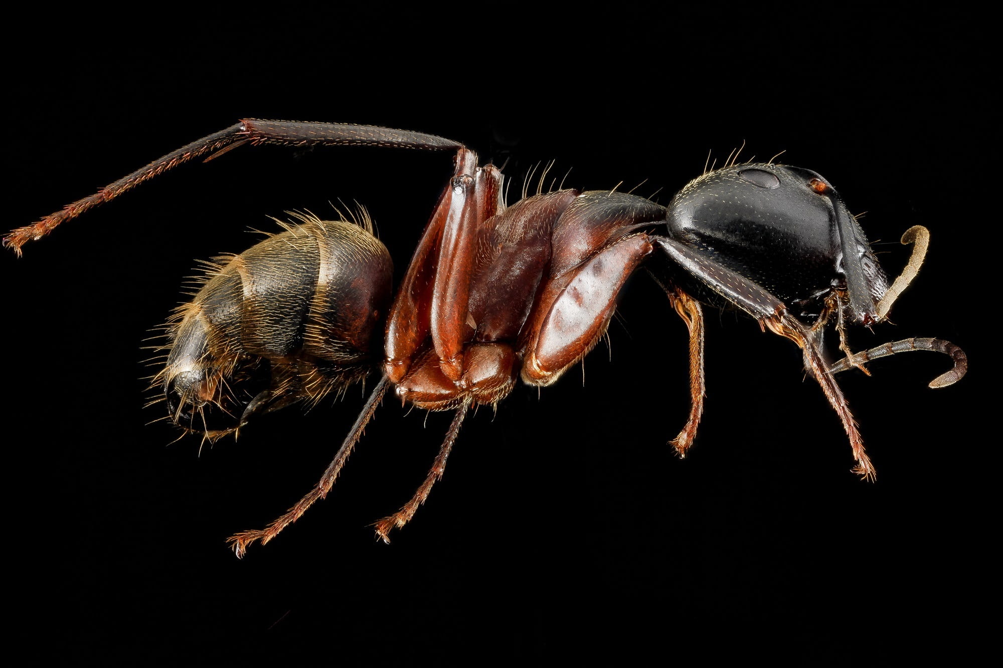 1080P, no people, insect, ant, legs, bug, studio shot, crab, macro, zoology, animals in the wild, red, mounted, nature, indoors, close up, wildlife, antenna, HD Wallpaper