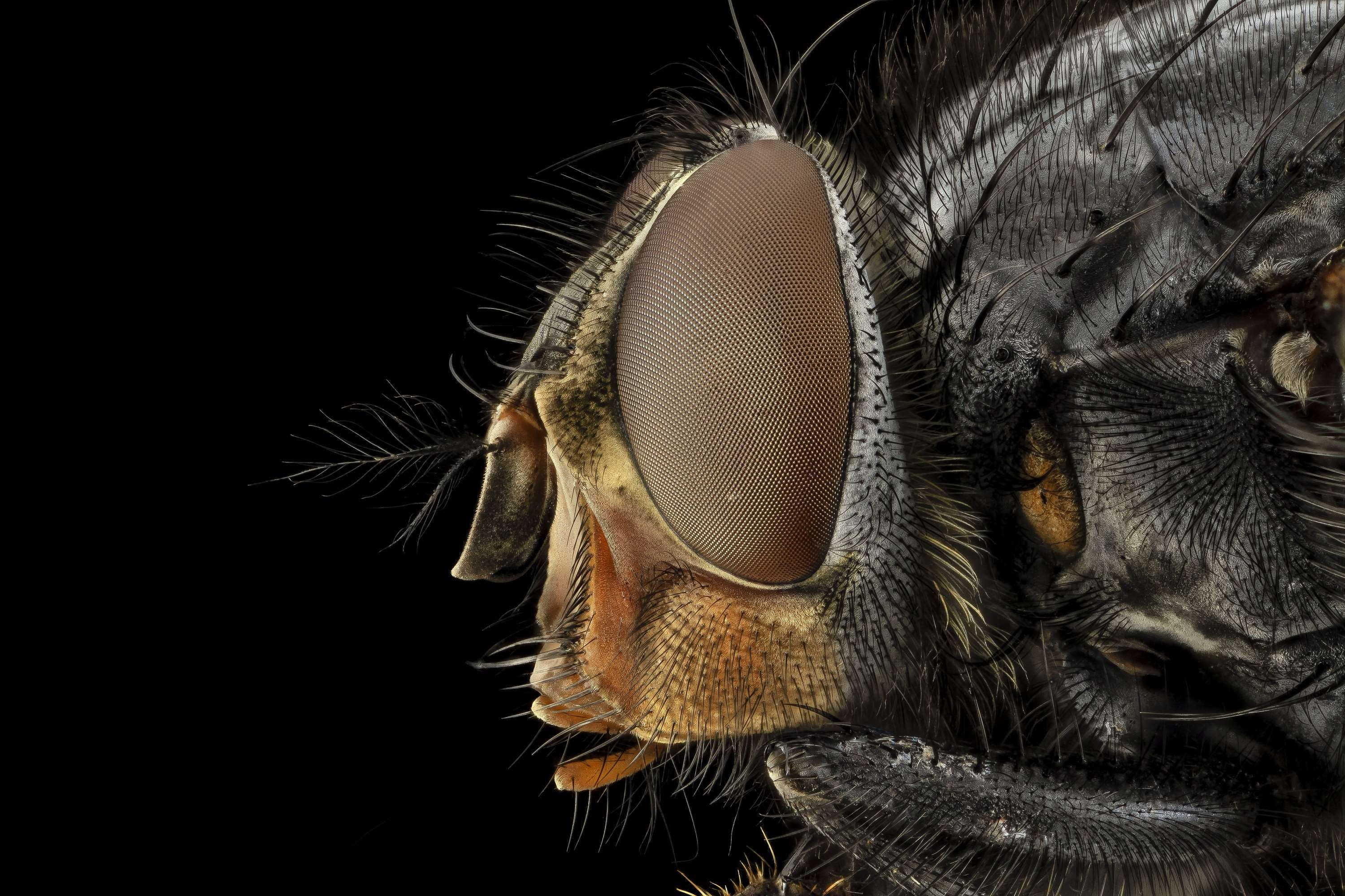 small, insect, vision, u s geological survey, animals in the wild, studio shot, macro, black background, animal hair, fly, 2K, side, one animal, animal wildlife, HD Wallpaper