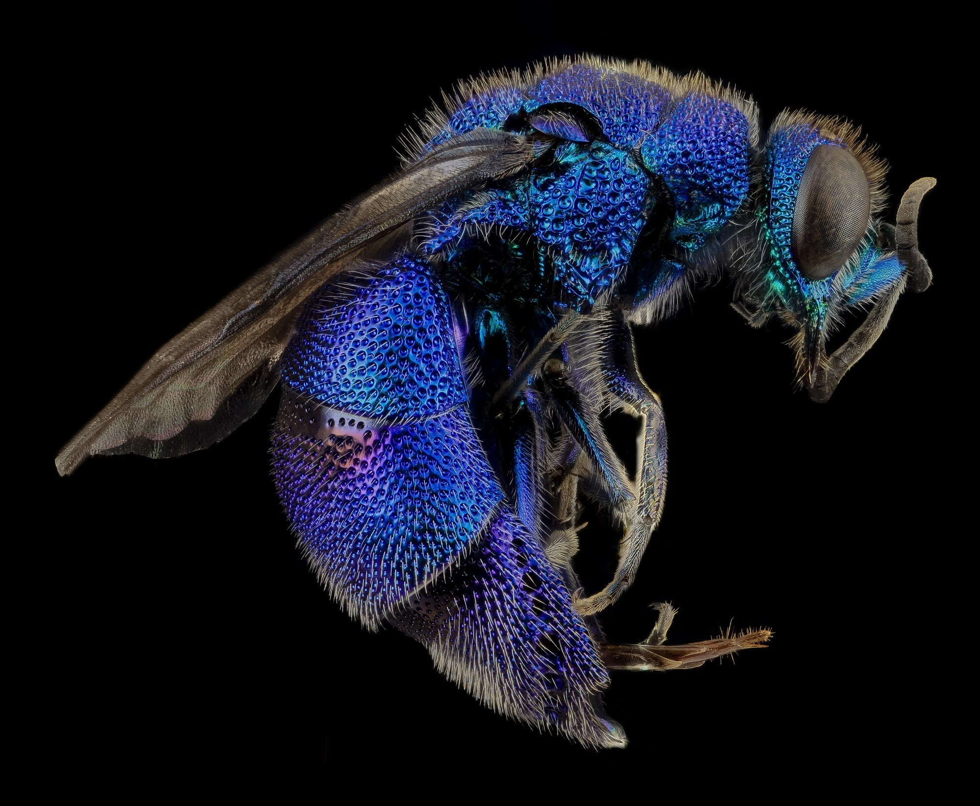 cuckoo wasp, nature, animal eye, indoors, animals in the wild, macro, wings, u s geological survey, studio shot, animal themes, mounted, one animal, insect, HD Wallpaper