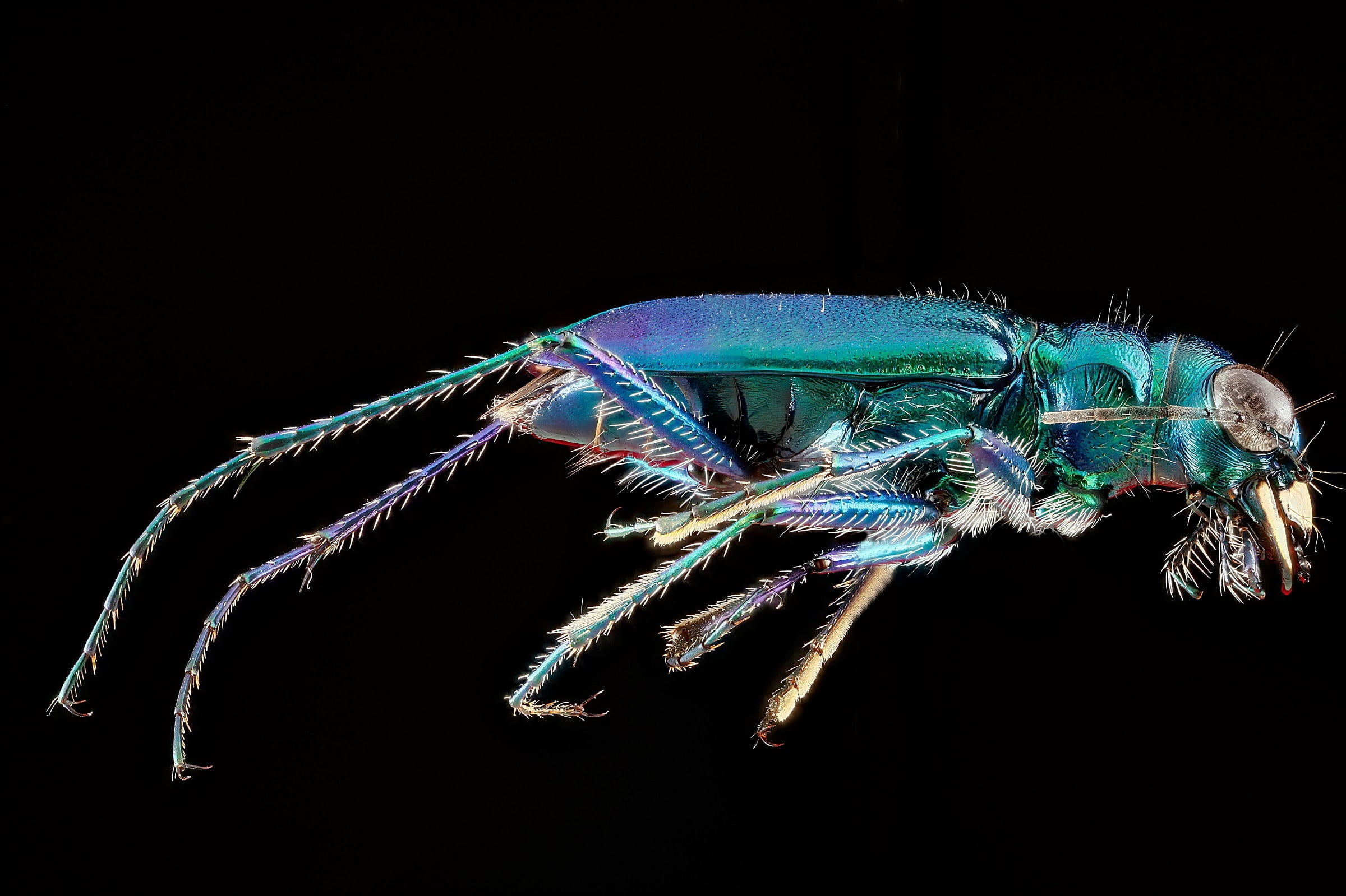 tiger, studio shot, close up, ground beetle, marine, multi colored, 1080P, one animal, nature, six spotted tiger beetle, mounted, cut out, beetle, black background, HD Wallpaper
