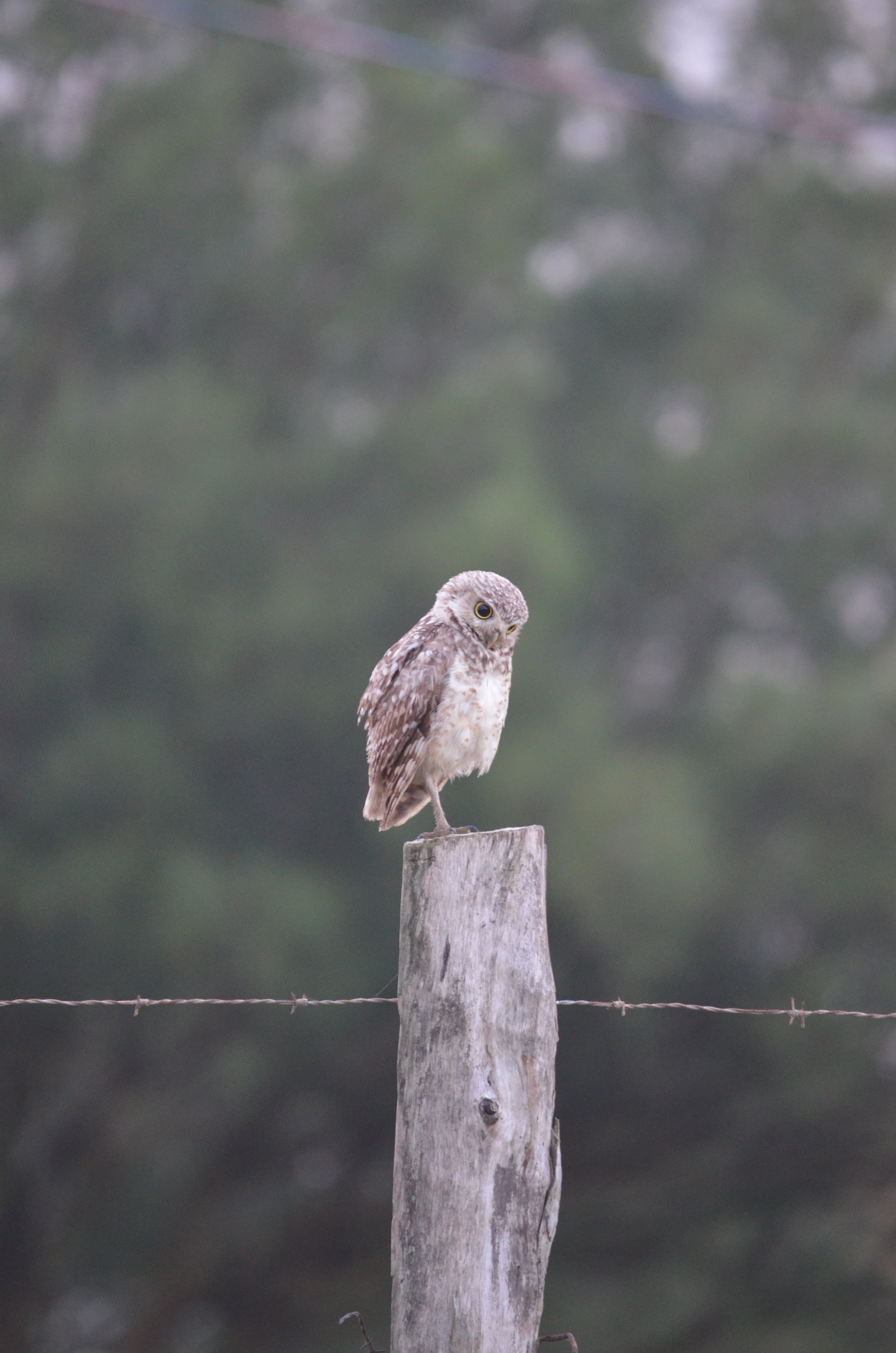 animals, nature, one animal, thoughtful, animal wildlife, 4K, perching, reflexive, post, bird, animal, no people, day, reflection, fence, consider, vertebrate, Phone HD Wallpaper