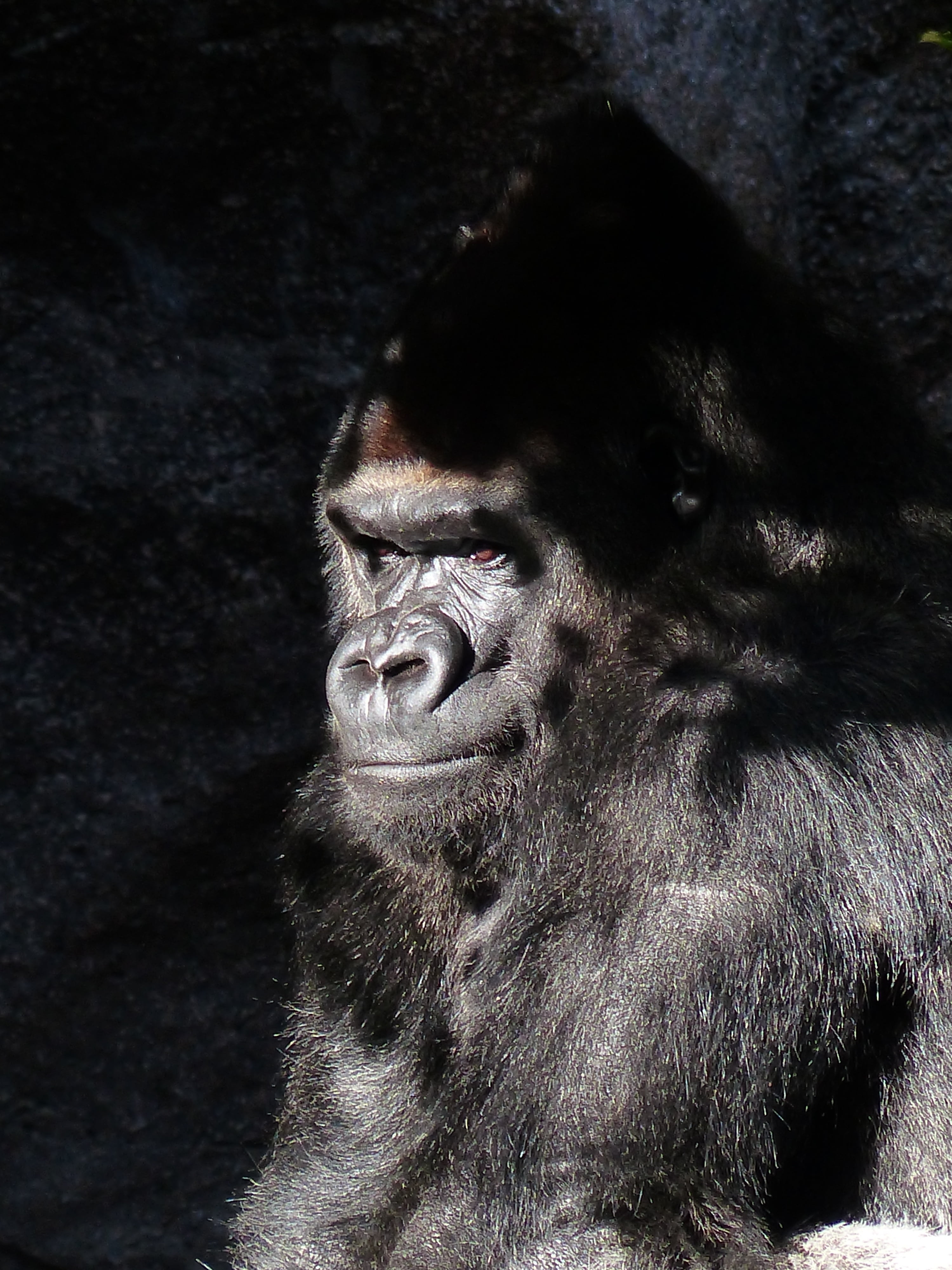 animal wildlife, view, monkey, silvery grey, silverback Gorilla, imposing, black, no people, looking away, leader, looking, wildlife, portrait, silverback, Phone HD Wallpaper