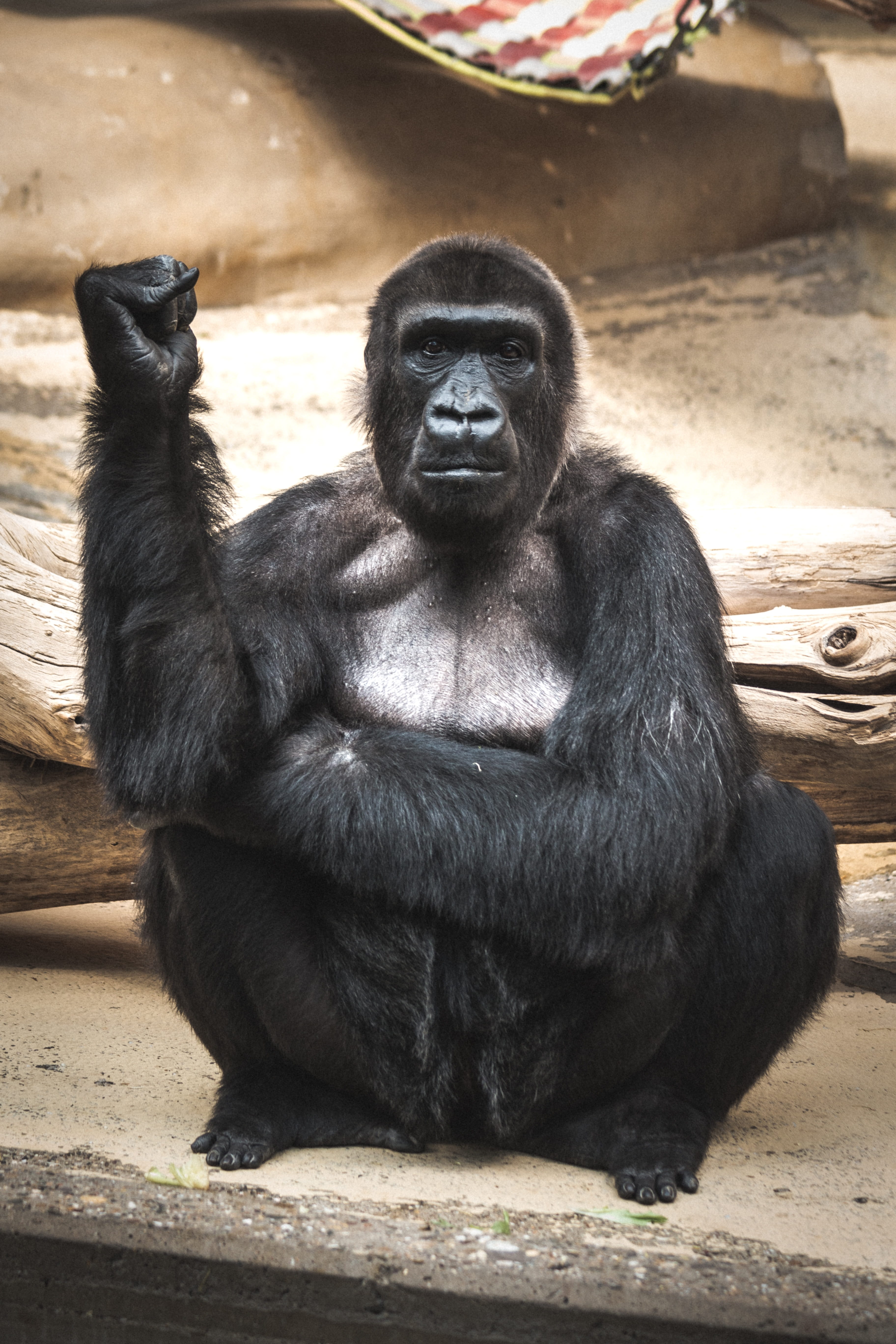 sitting, monkey, nature, cool, finger, animal, animals in the wild, mammal, gorilla, monkey portrait, animal portrait, 5K, zoo, care, primate, vertebrate, Phone HD Wallpaper