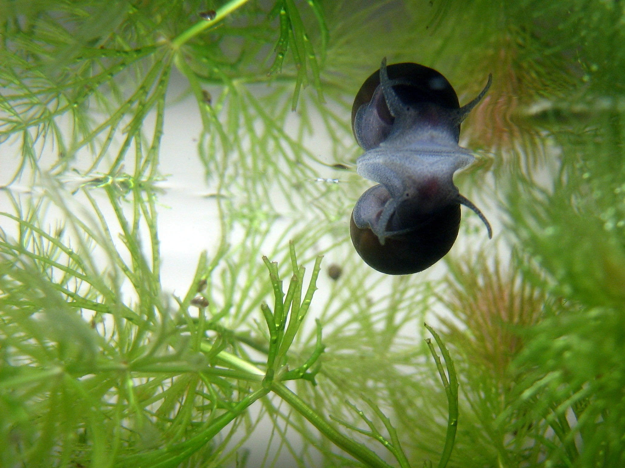 underwater, day, animal, one animal, water snail, mirror image, mouse ear, nature, plant, snail, vertebrate, aquatic plants, green color, water surface, HD Wallpaper