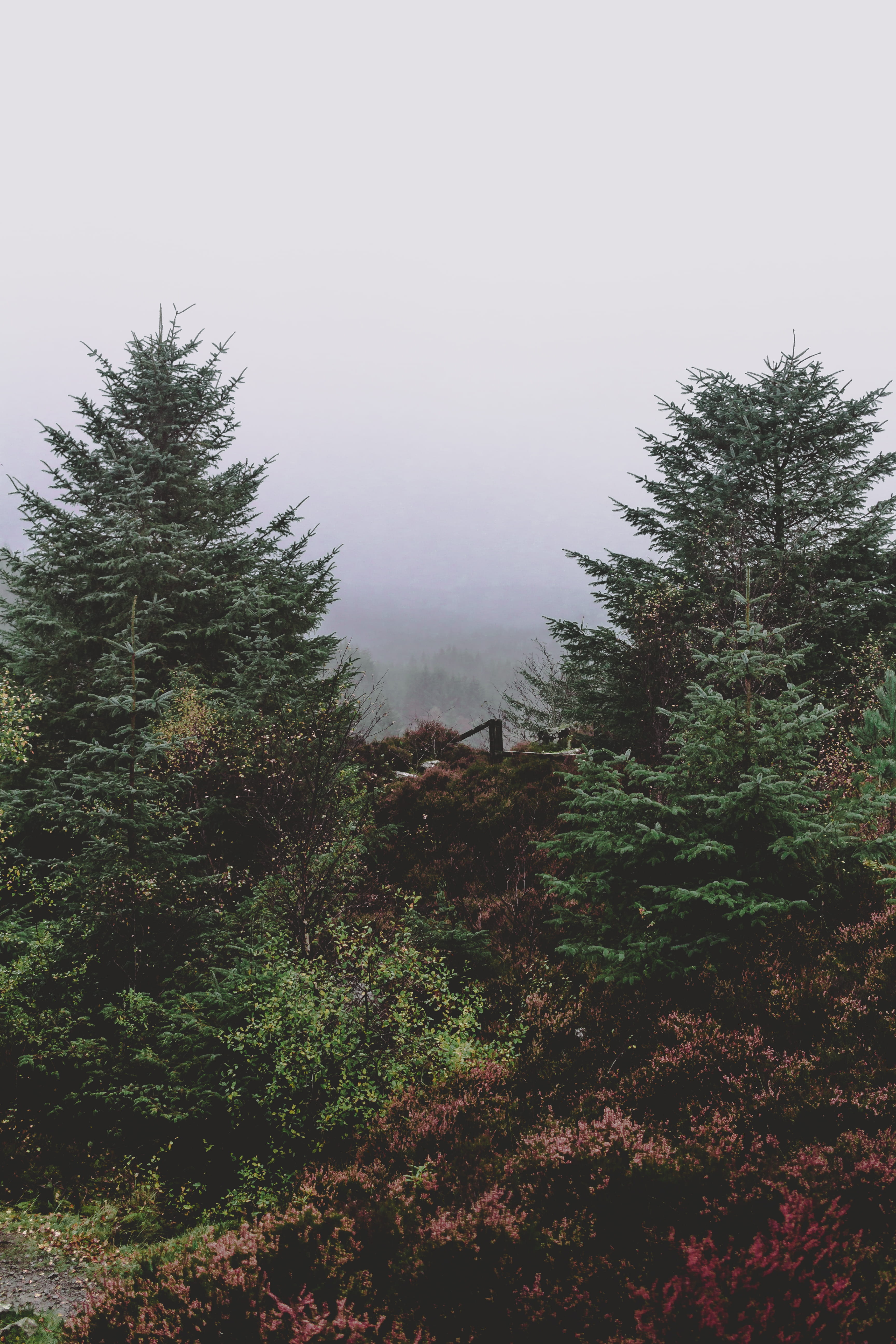 woodland, kielder, environment, green, tranquility, kielder forest, non-urban scene, no people, growth, unknown, 5K, idyllic, erie, day, beauty in nature, Phone HD Wallpaper