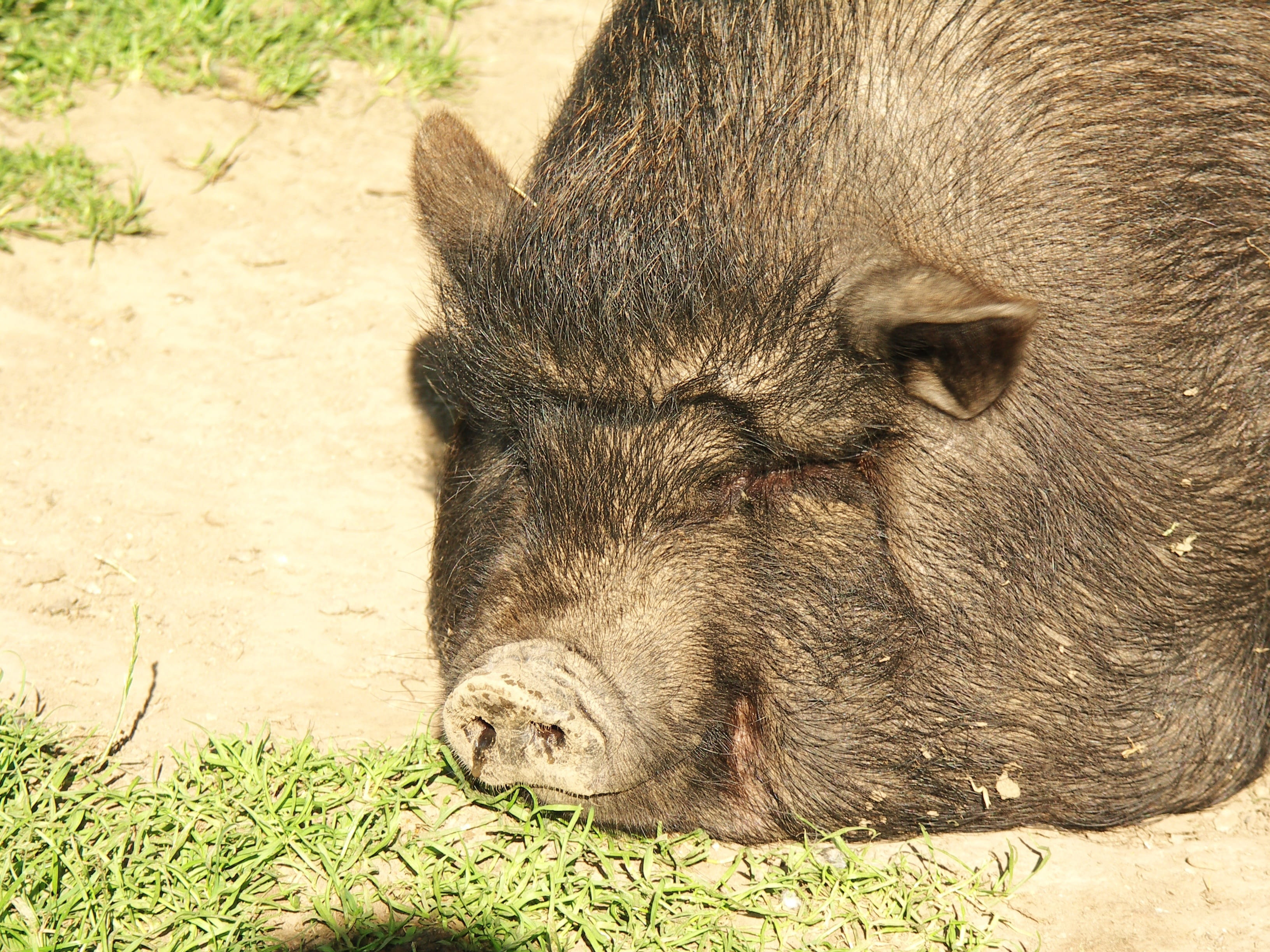 one animal, close-up, dozing, animal themes, vertebrate, ponderous, relaxation, pot bellied pig, field, domestic animals, sunlight, livestock, animal wildlife, HD Wallpaper