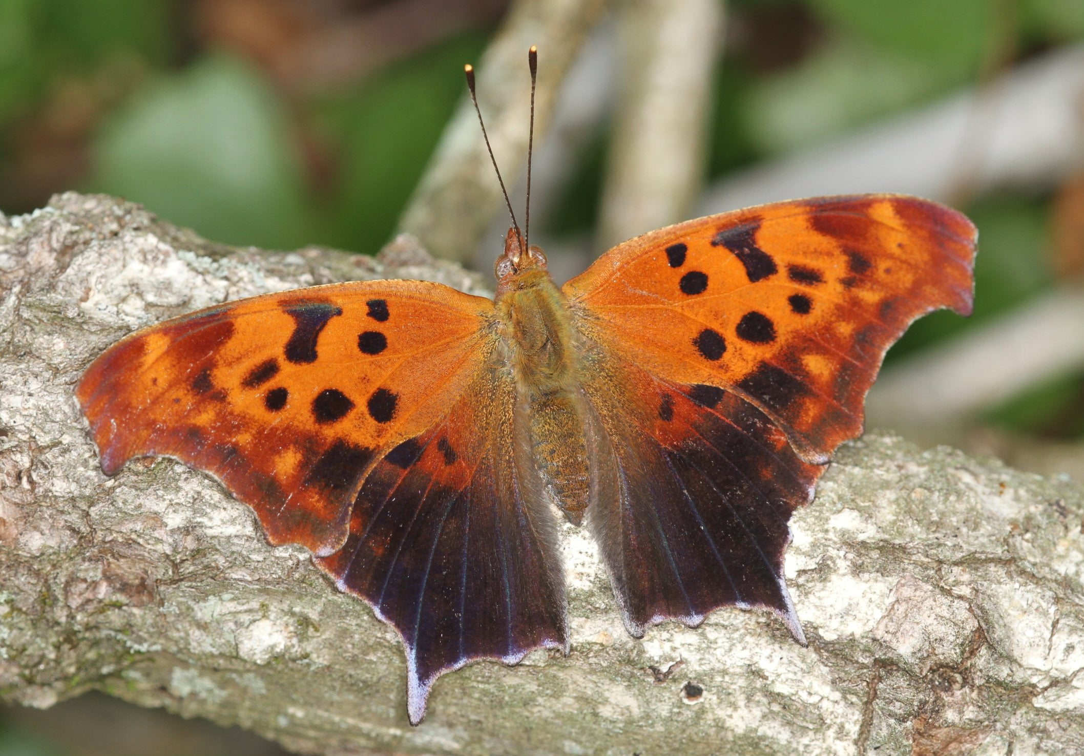 Question Mark, anglewing, punctuation, insect, animal, richmond county, macro, butterfly - Insect, black, butterfly, Polygonia interrogationis, multi Colored, HD Wallpaper