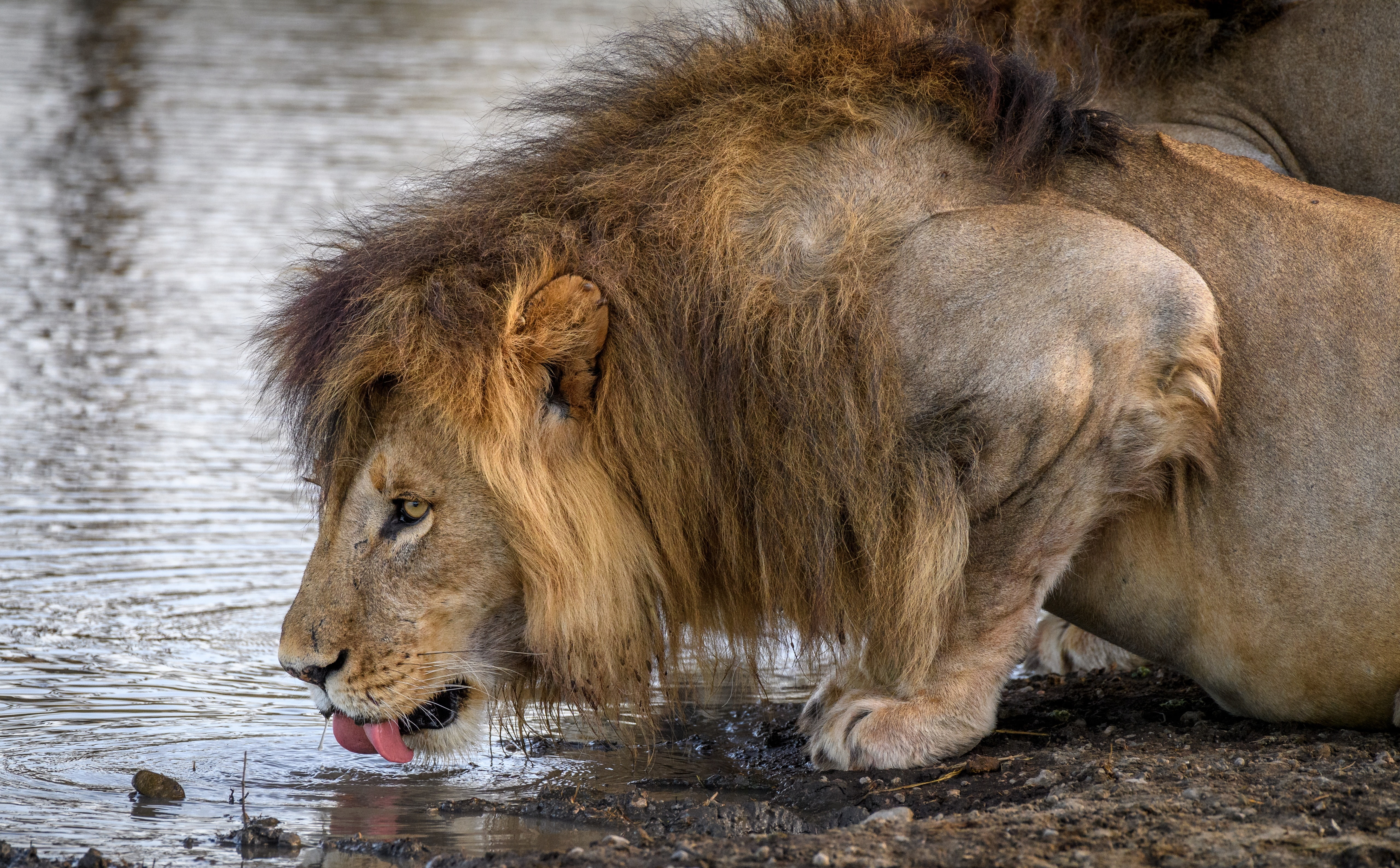 ndutu, Lion, animal wildlife, View, Water, big cat, serengeti, Species, Tanzania, cat, wildlife, carnivora, lioness, Natural, Holiday, animal themes, animals in the wild, HD Wallpaper