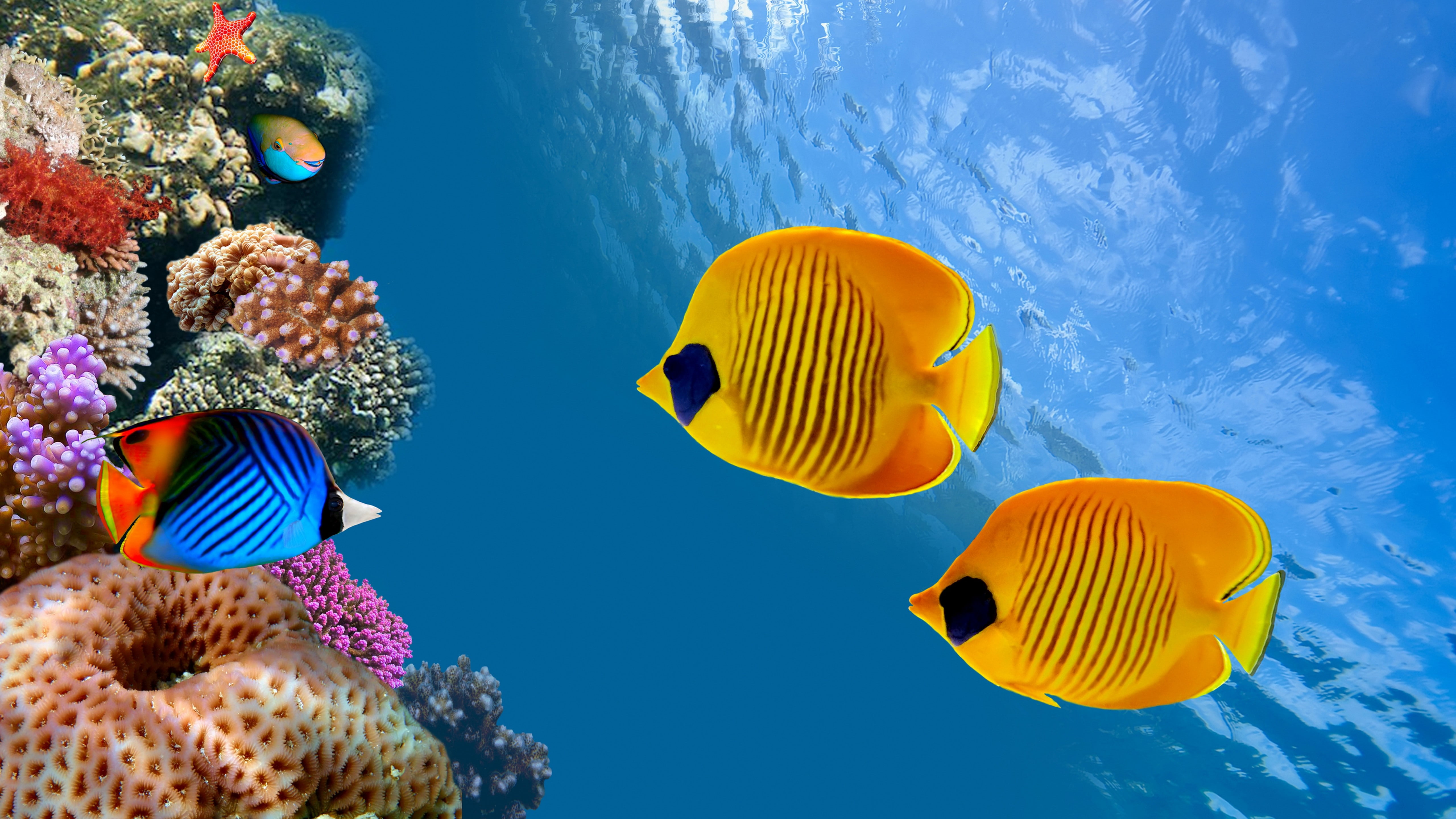 Ambergris Caye, tourism, Cocos Island, Fish, Australia, Worlds best diving sites, 5K, 8k, Magnetic Island, Costa Rica, diving, 5k, HD Wallpaper