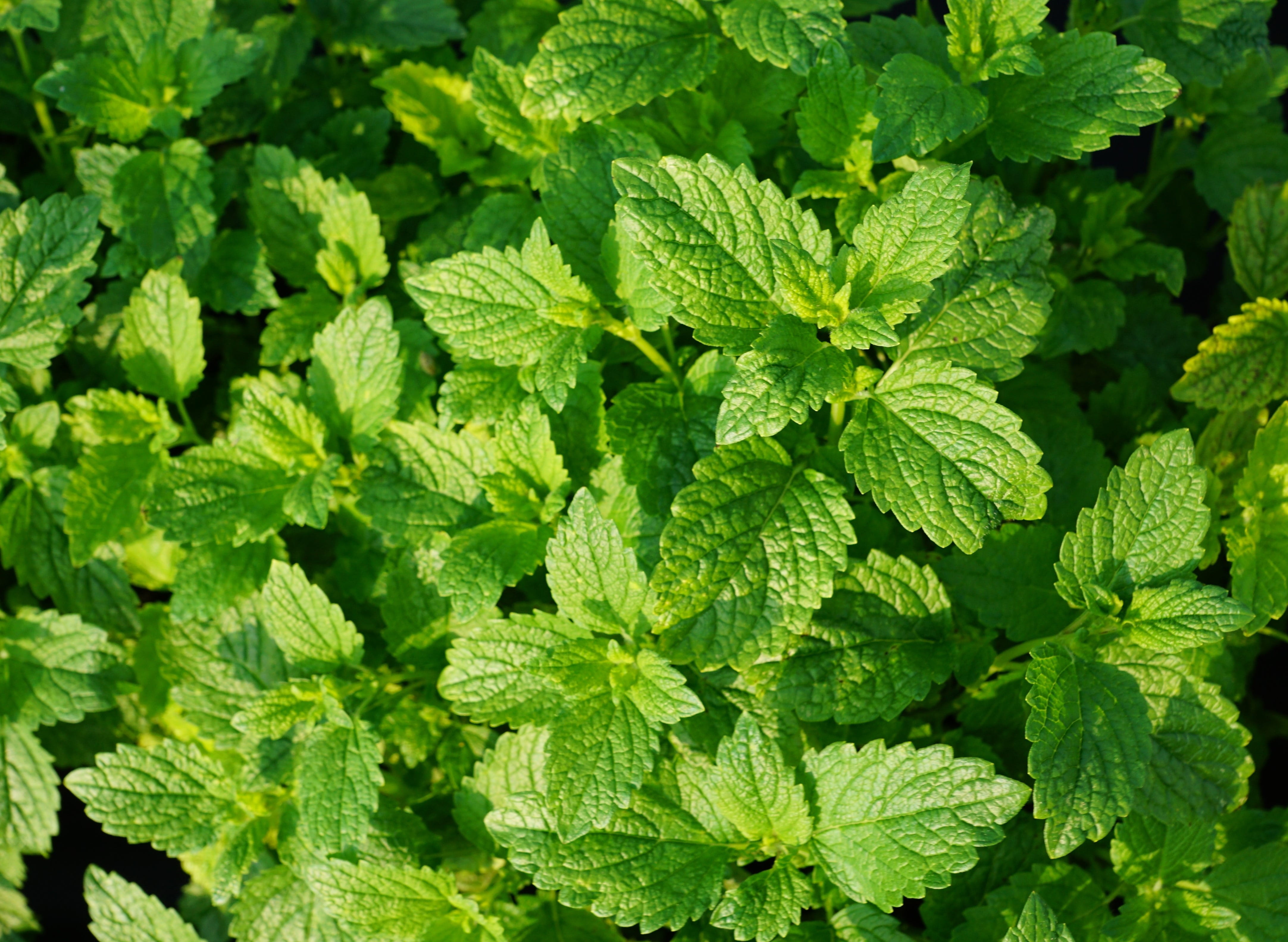 mint leaf - culinary, leafed, kitchen, leaf, green color, nature, ingredient, wellbeing, aroma, Drink, herb, herbs, green, backgrounds, food and drink, HD Wallpaper