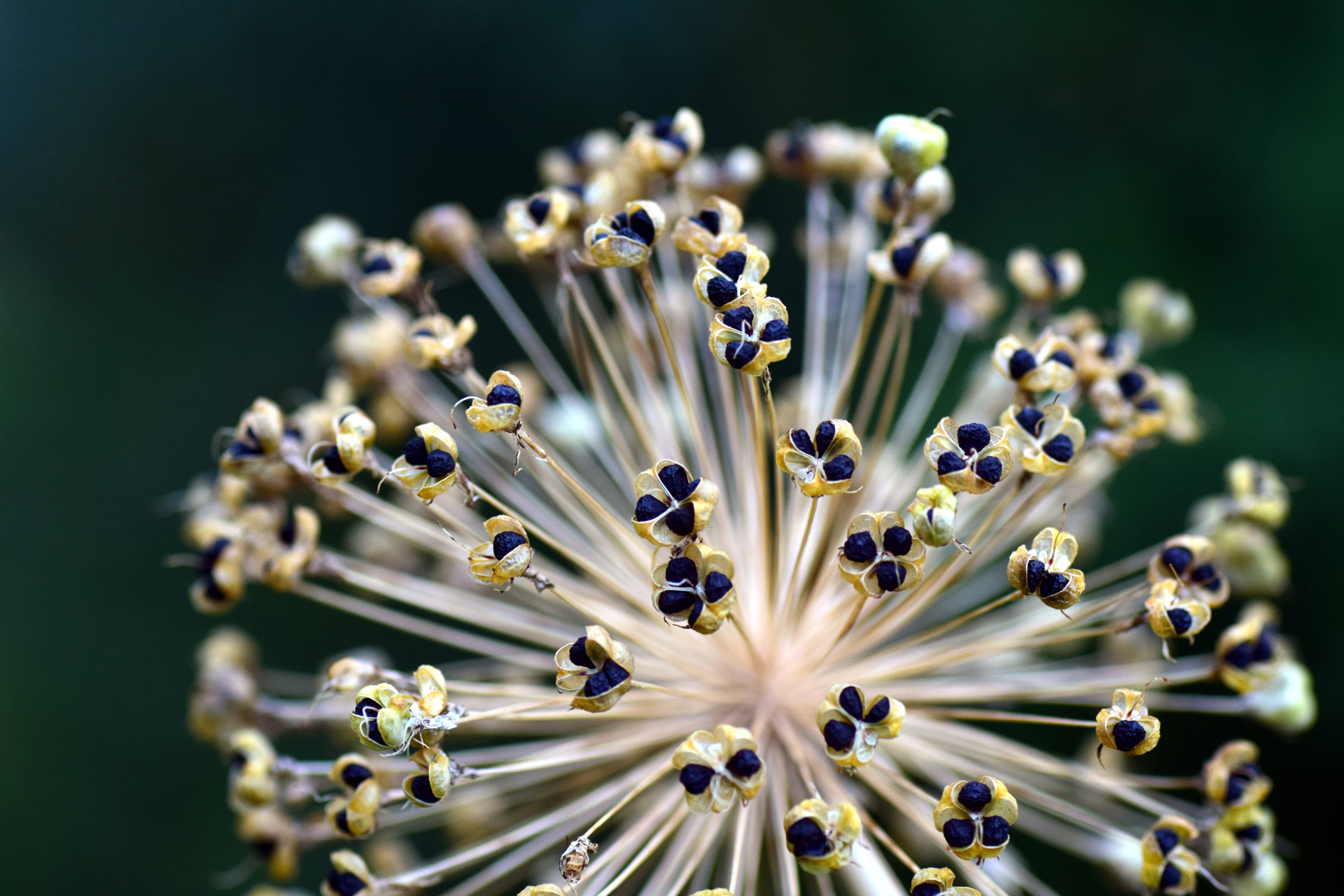head, 5K, multiplication, photography, day, beige, nature, boll, Ornamental, abundance, jewelry, large group of objects, black, Onion, no people, seeds, HD Wallpaper