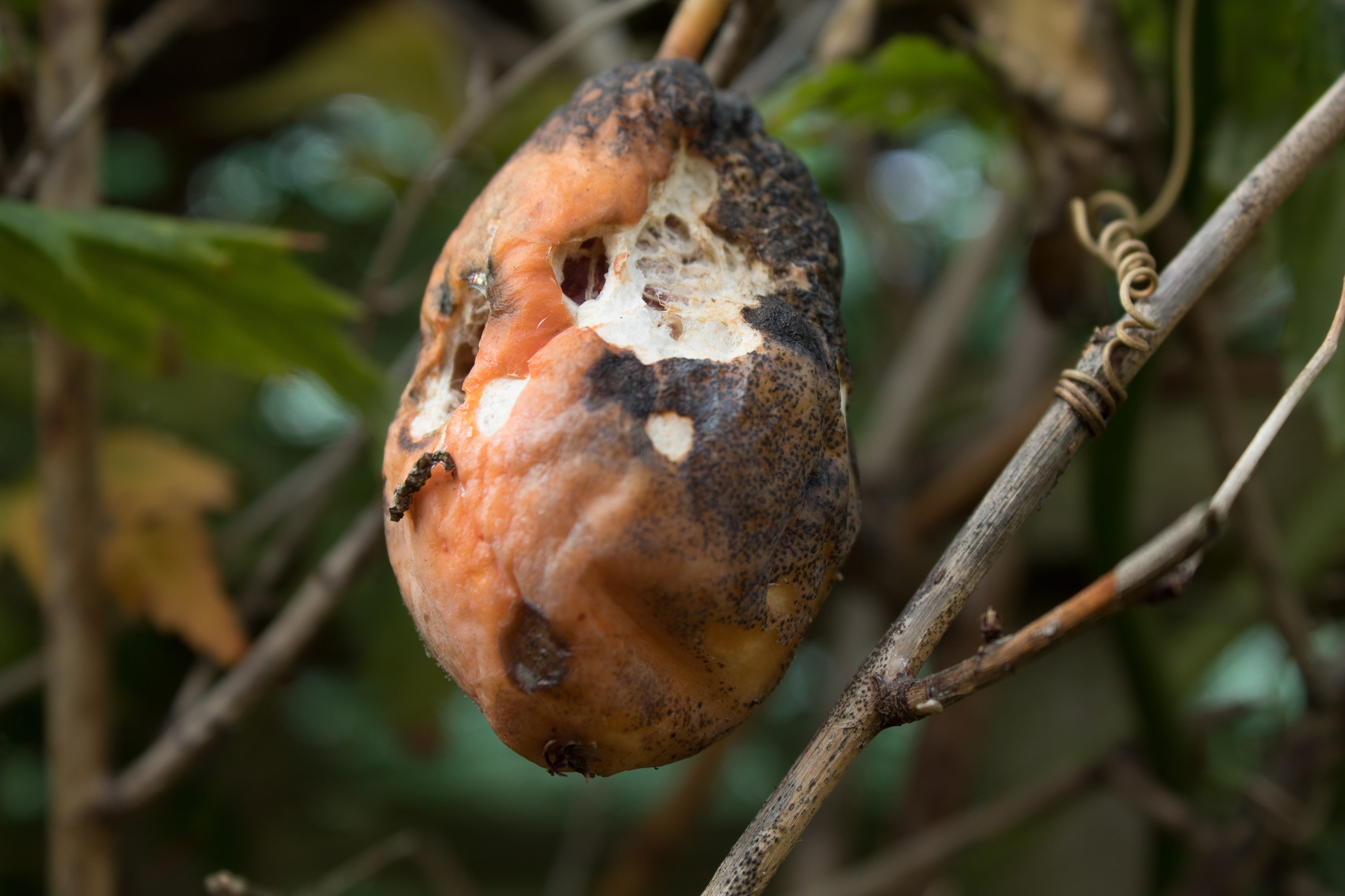 plant part, decomposing, 5K, decay, fruit, fruiting tree, rot, mouldiness, close-up, natural, waste, gardening, nature, moldiness, mouldy, disgusting, HD Wallpaper