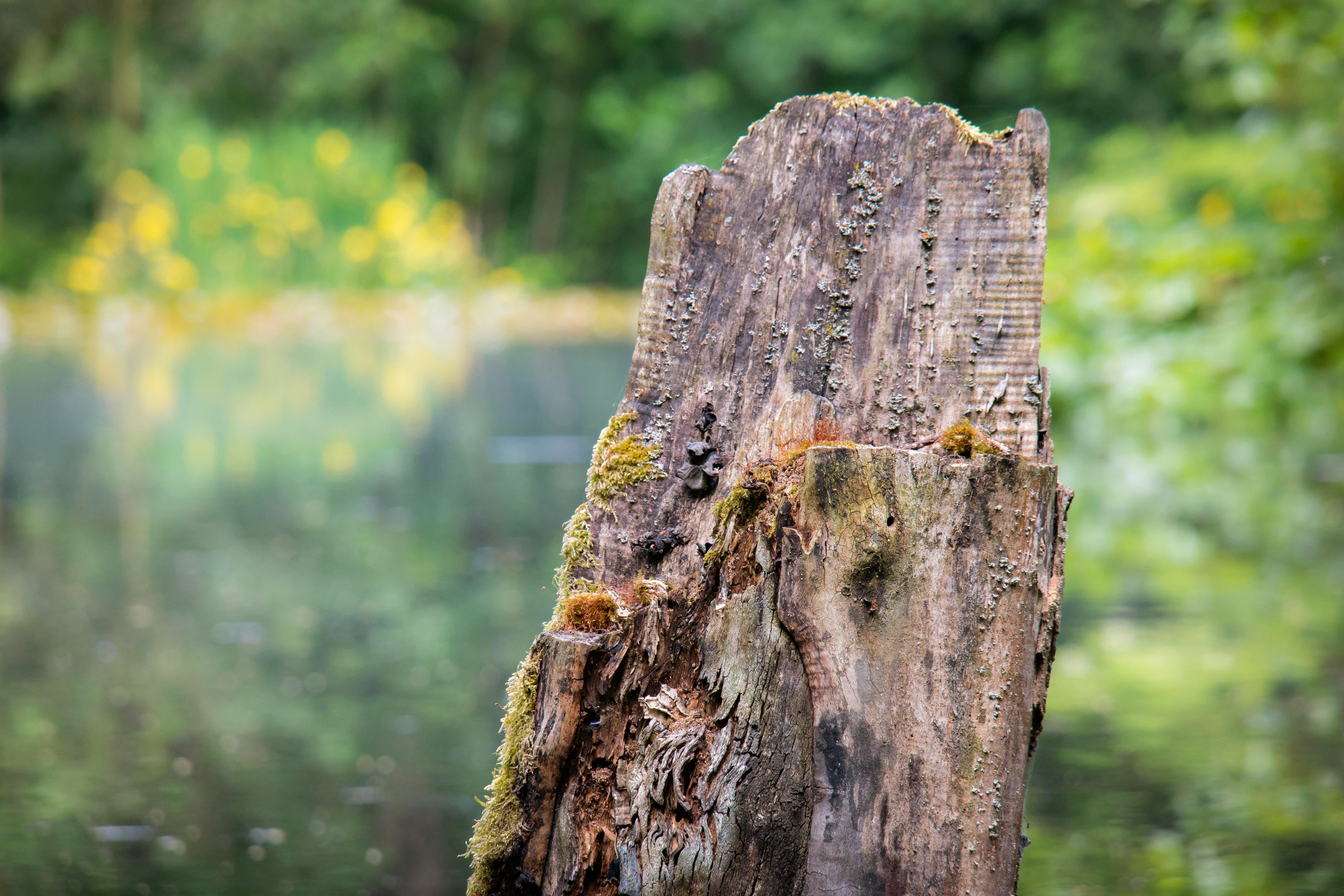 tree stump, textured, log, canceled, land, pond, forest, one animal, 5K, plant, lake, decomposition, rough, wood - Material, bark, animal themes, no people, HD Wallpaper