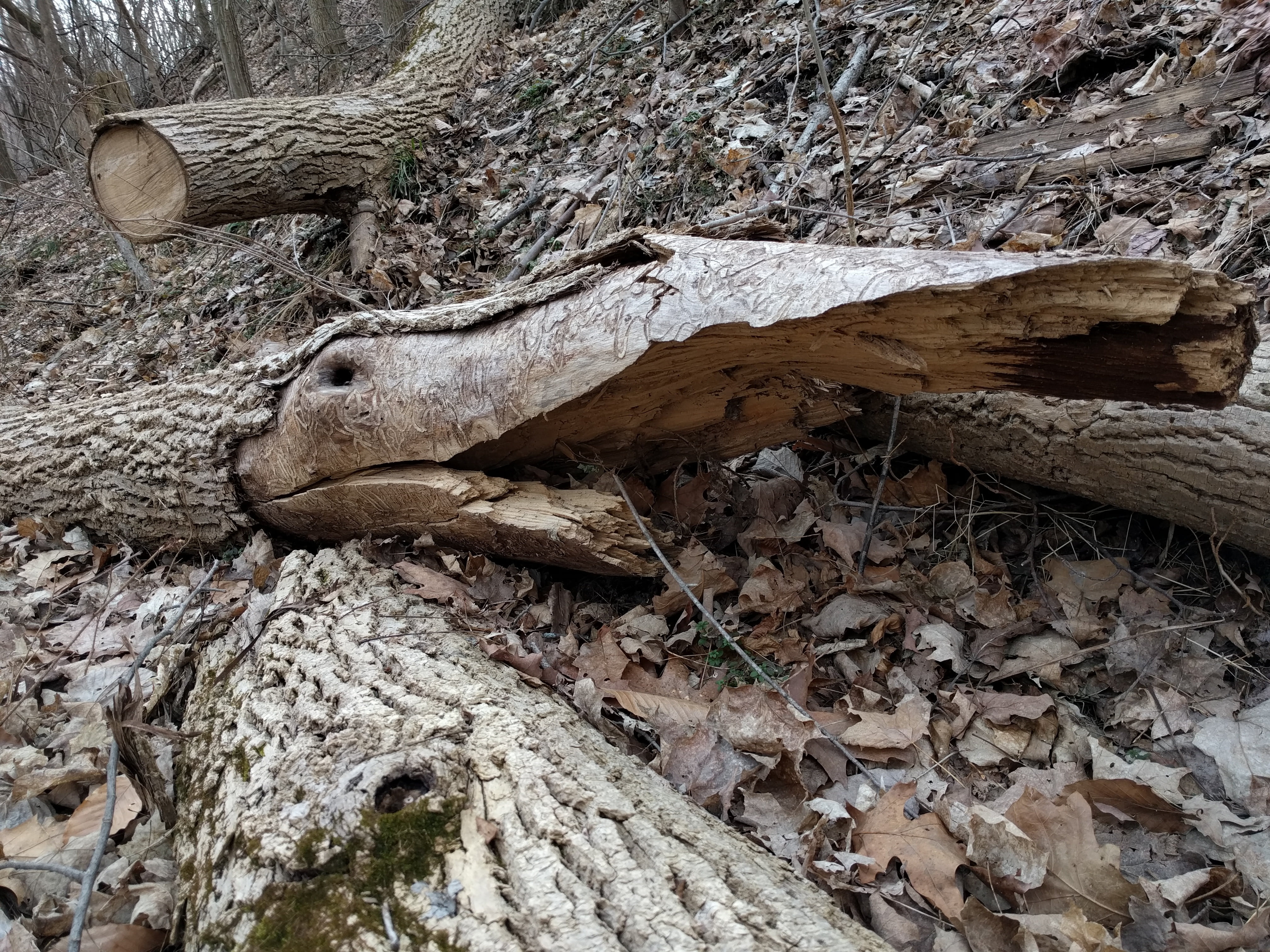 plant, driftwood, leaf, close-up, tree, dead plant, wood, plant part, whimsical, timber, trunk, tree trunk, alligator, dry, decomposition, deforestation, HD Wallpaper