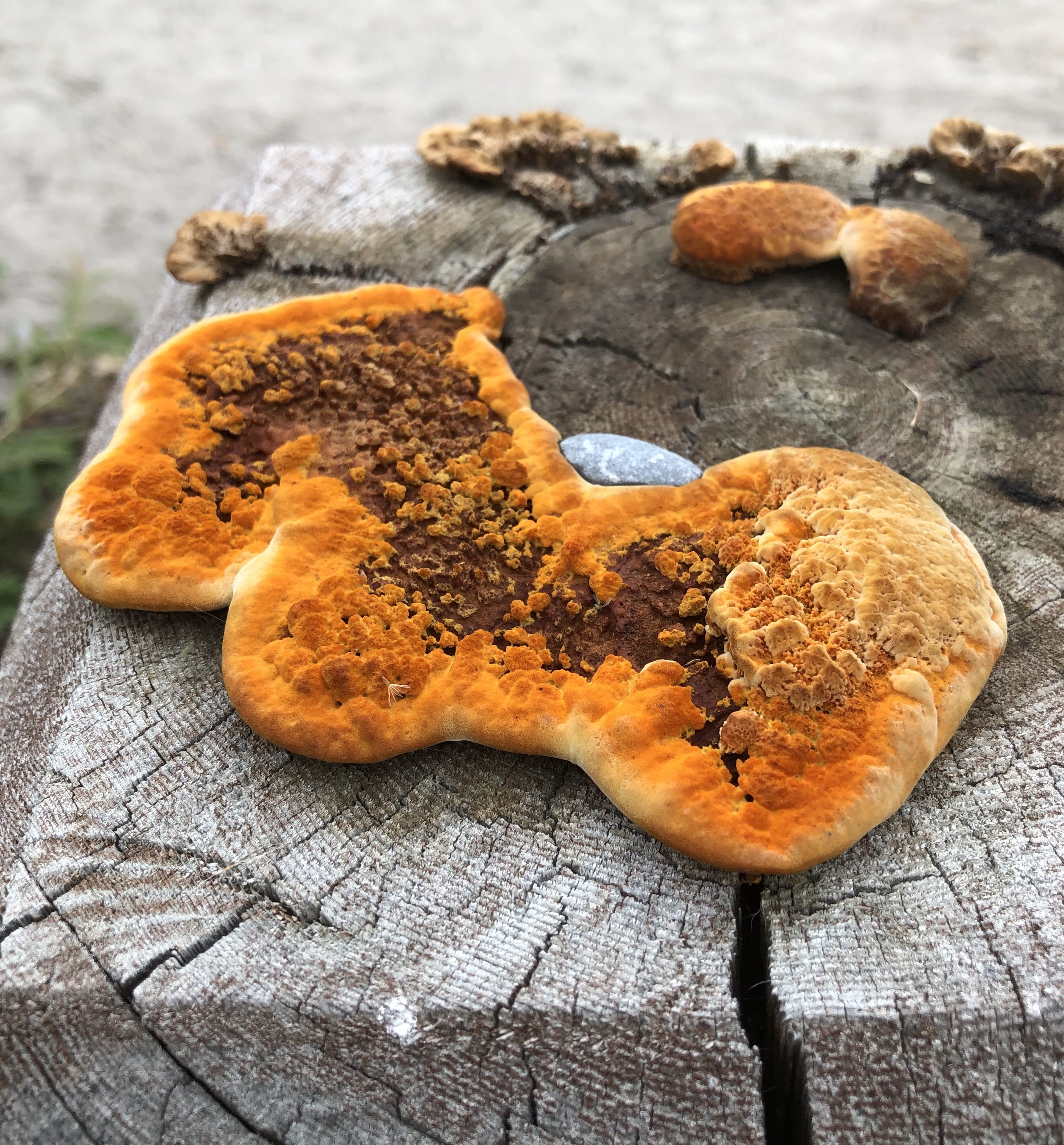 day, no people, freshness, indoors, mushroom, fruit, food, orange fungus, food and drink, canada, ontario, still life, wood - material, focus on foreground, Phone HD Wallpaper