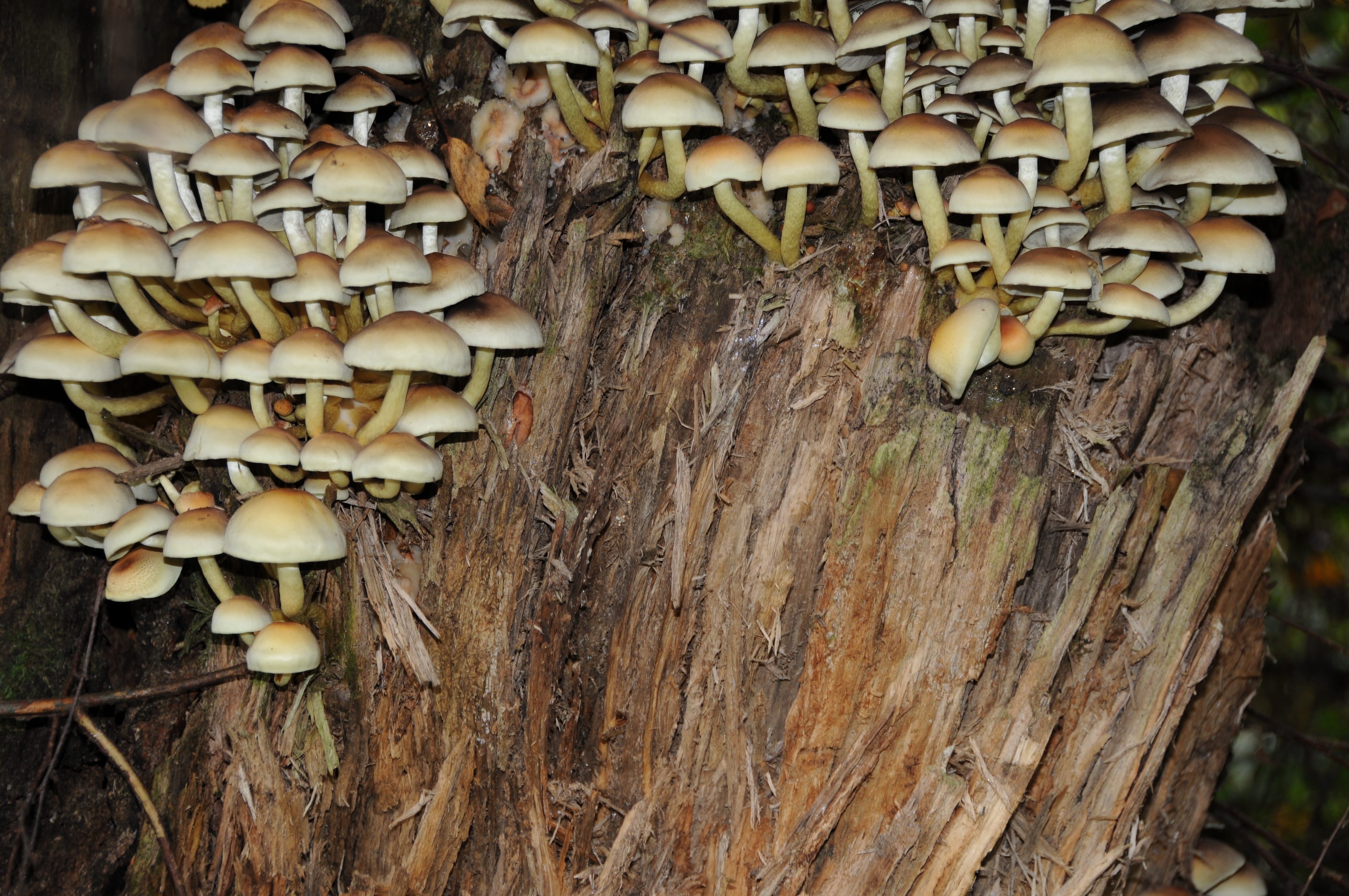 decomposition, textured, toadstool, day, fungus, mushrooms, 4K, close-up, plant, wood, log, nature, outdoors, trunk, wood - material, forest, vegetable, HD Wallpaper