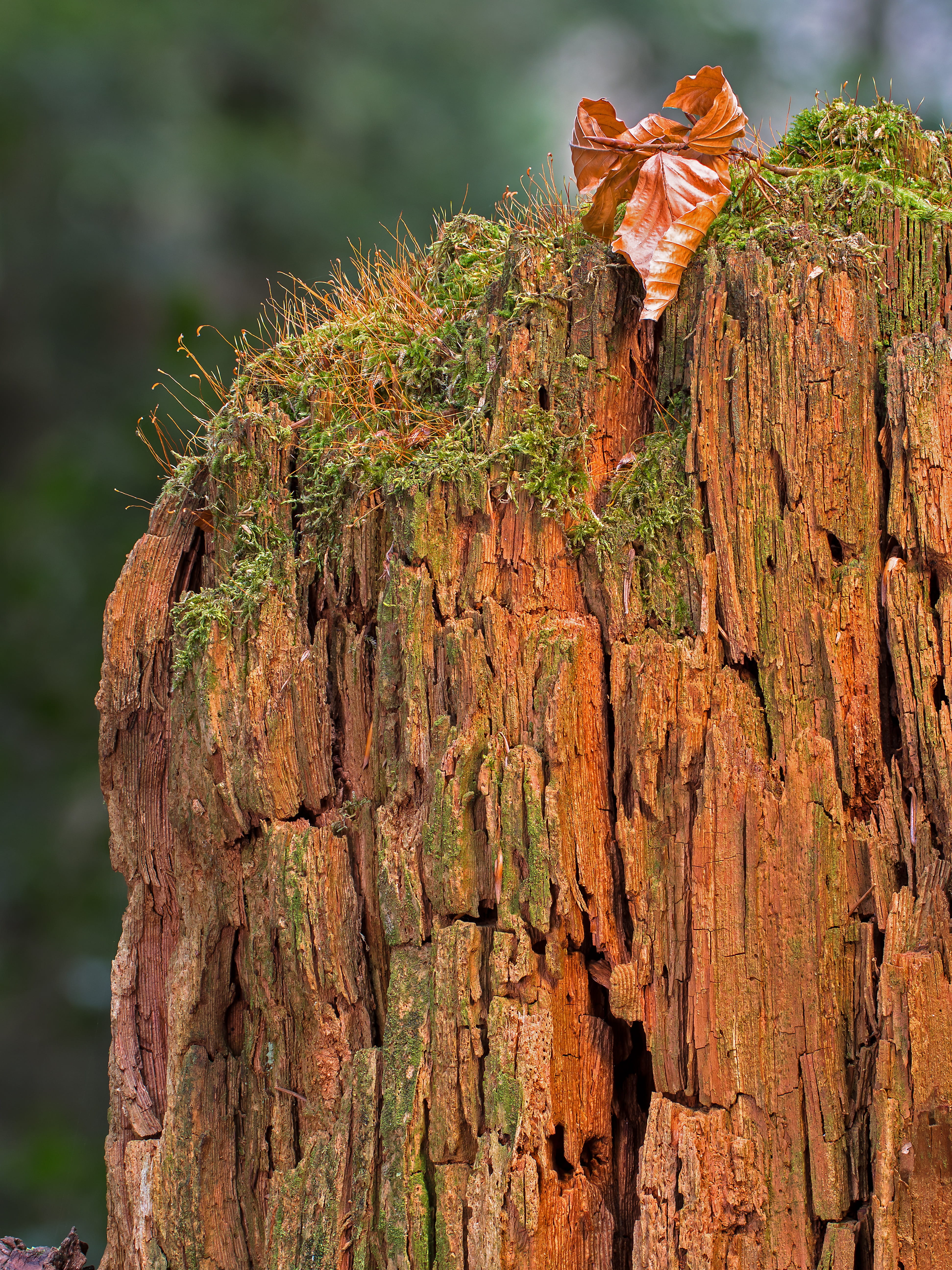 focus on foreground, 5K, modern, no people, rough, wood - material, day, tree, close-up, dead plant, textured, wood decomposition, trunk, dead wood, solid, Phone HD Wallpaper