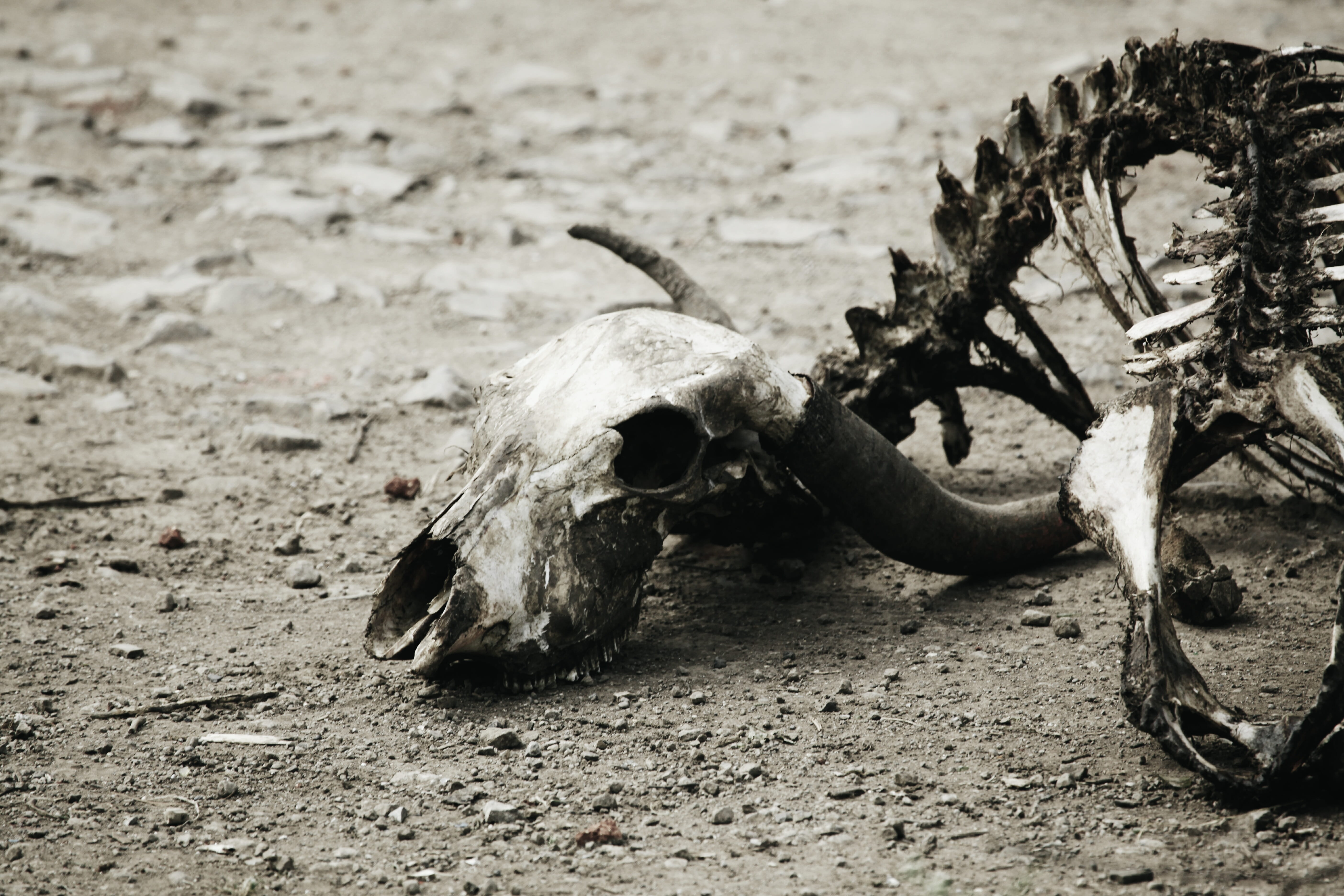 skull, animals in the wild, education, bones, skeleton, nature, decompose, 5K, dead, creature, science, land, animal wildlife, one animal, focus on foreground, HD Wallpaper