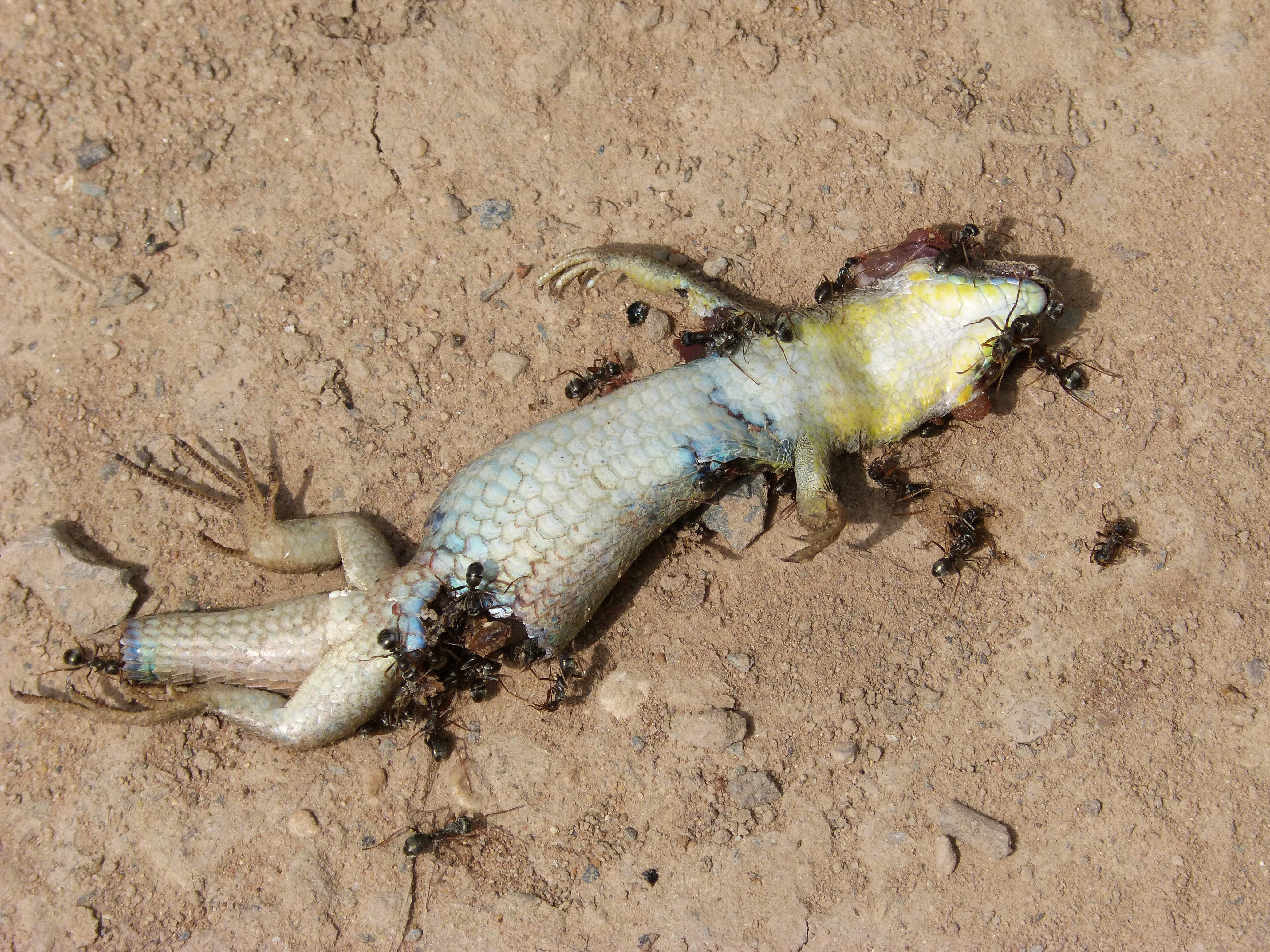 food chain, beach, high angle view, sunlight, animal, dirt, 4K, decomposition, life cycle, animal wildlife, outdoors, marine, recycling, animals in the wild, HD Wallpaper