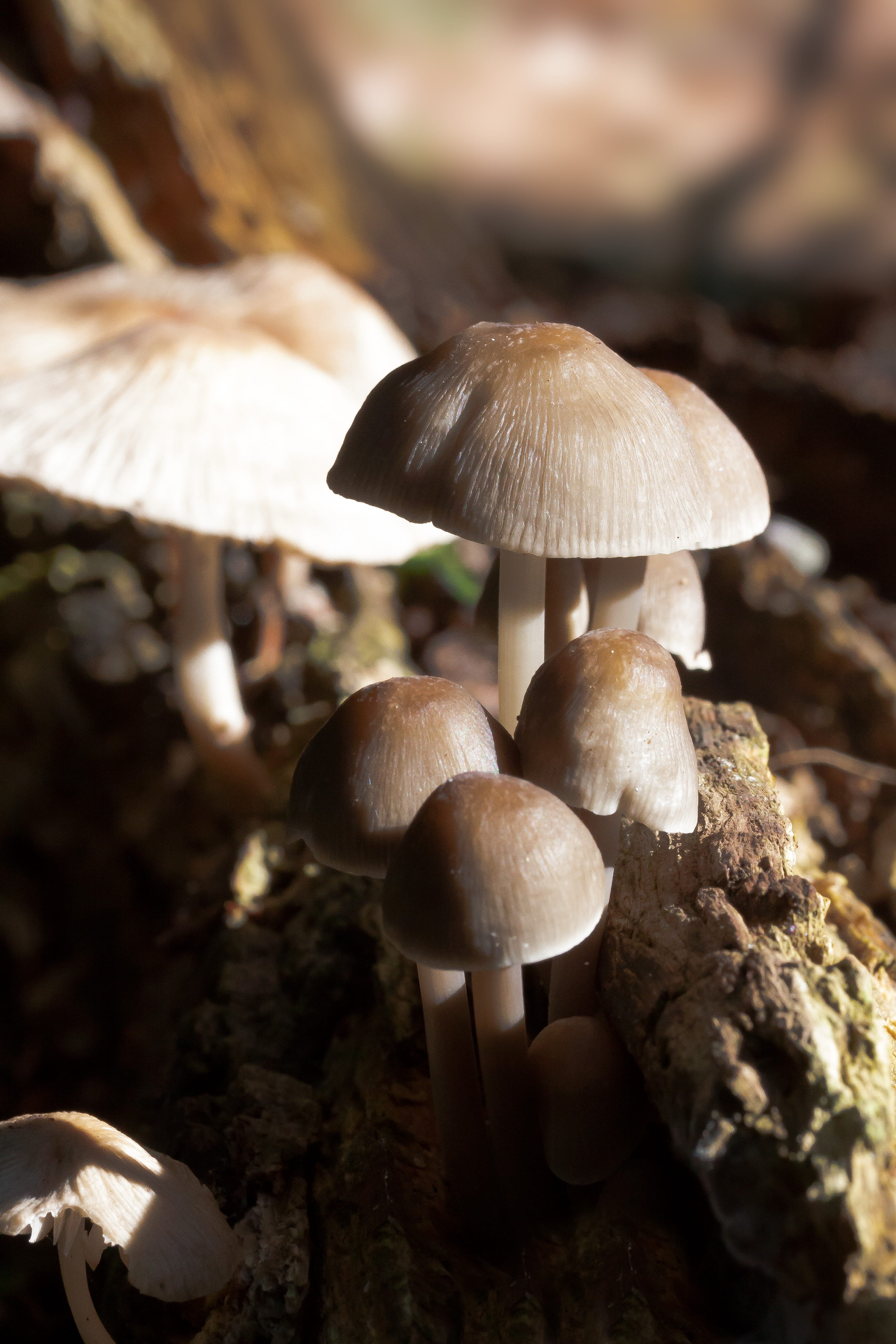 freshness, fragility, vulnerability, selective focus, no people, mushroom, land, grey brown, close-up, growth, toadstool, white, screen, outdoors, hamid, Phone HD Wallpaper