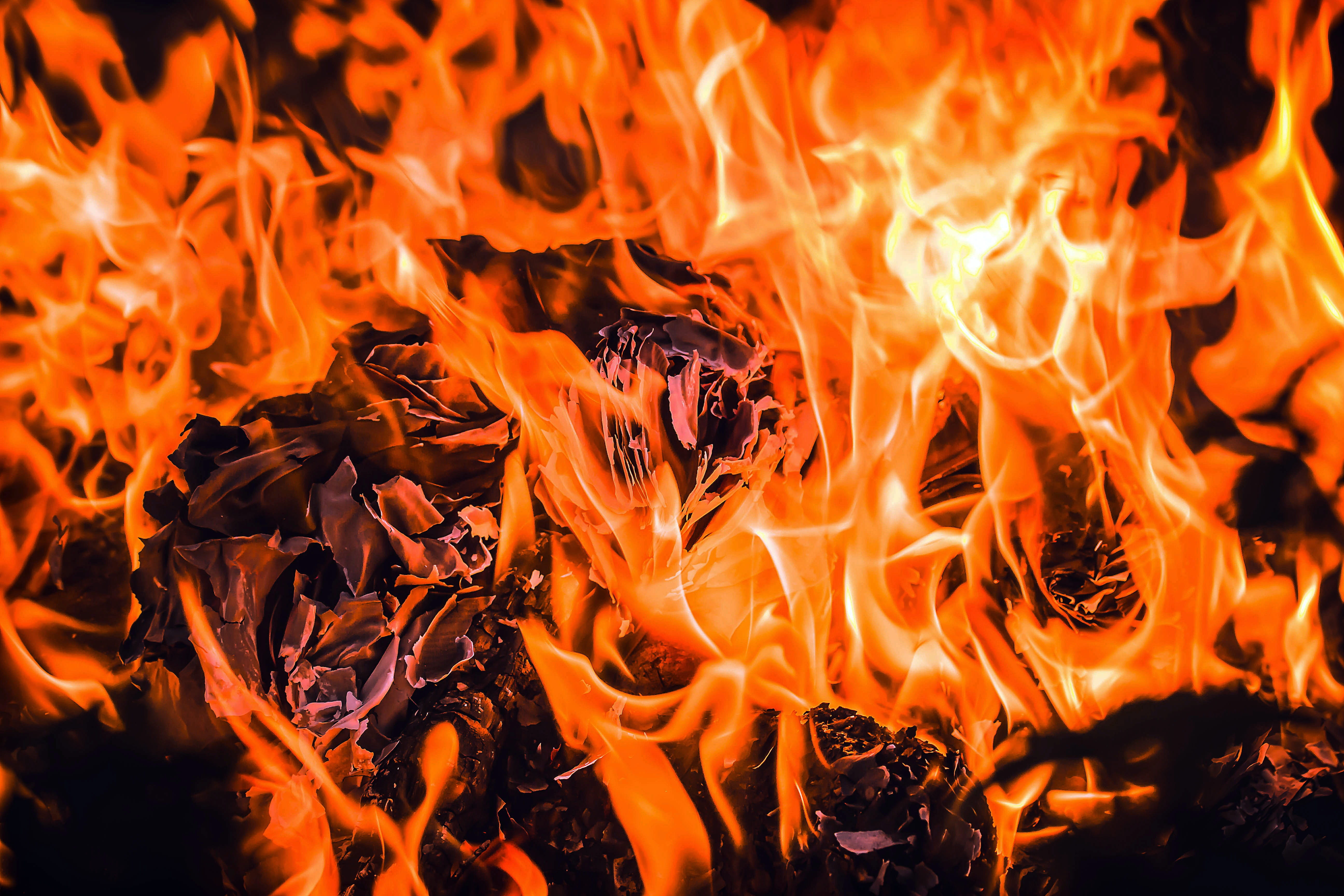 campfire, paper combustion, close-up, hot, glowing, burnt, heat - temperature, burn, cozy, orange color, embers, wood - material, motion, blaze, romantic, HD Wallpaper