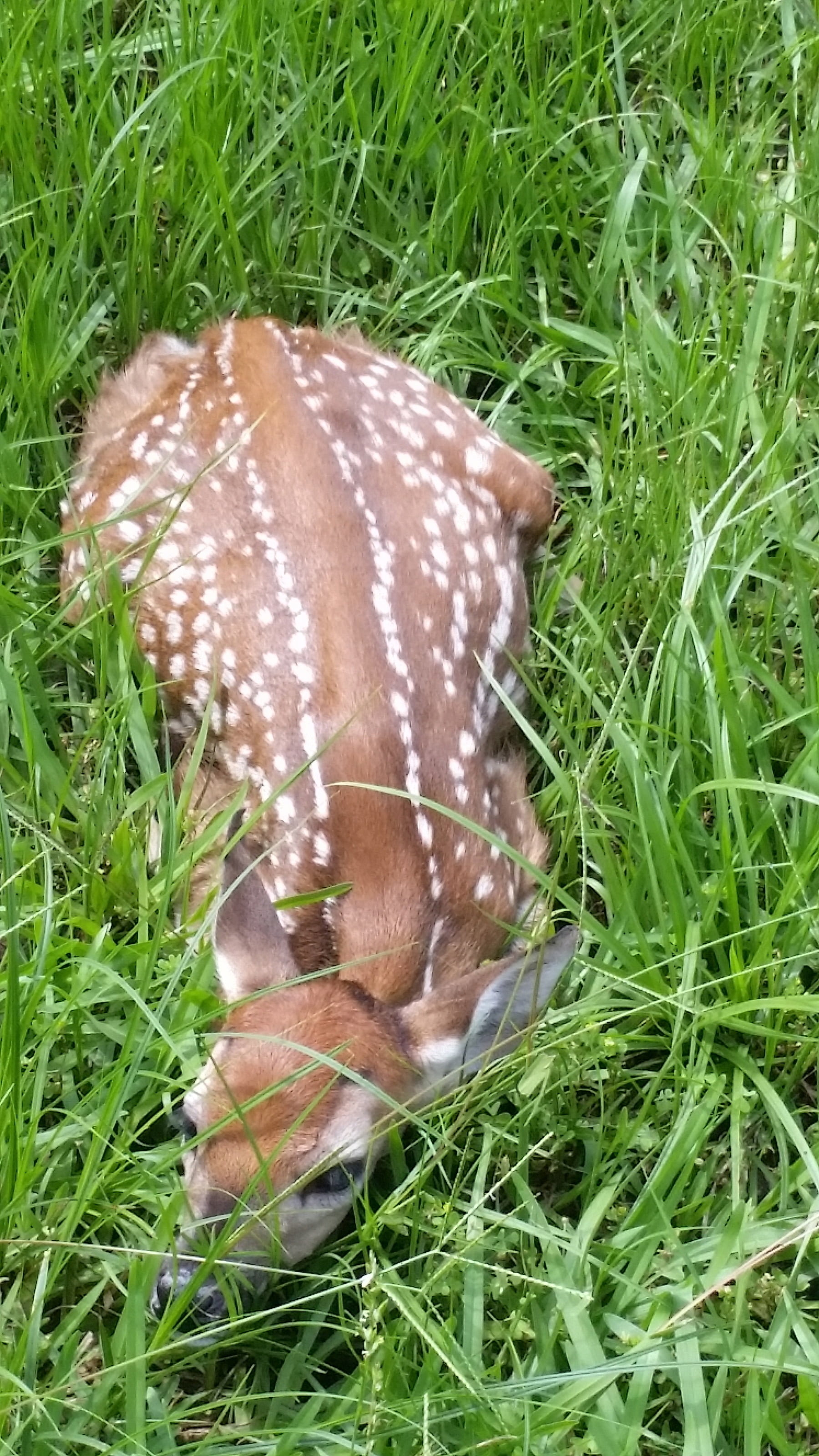 animals in the wild, animal, grass, no people, deer, one animal, little, animal wildlife, land, spotted, cute, mammal, close-up, plant, danger, high angle view, Phone HD Wallpaper