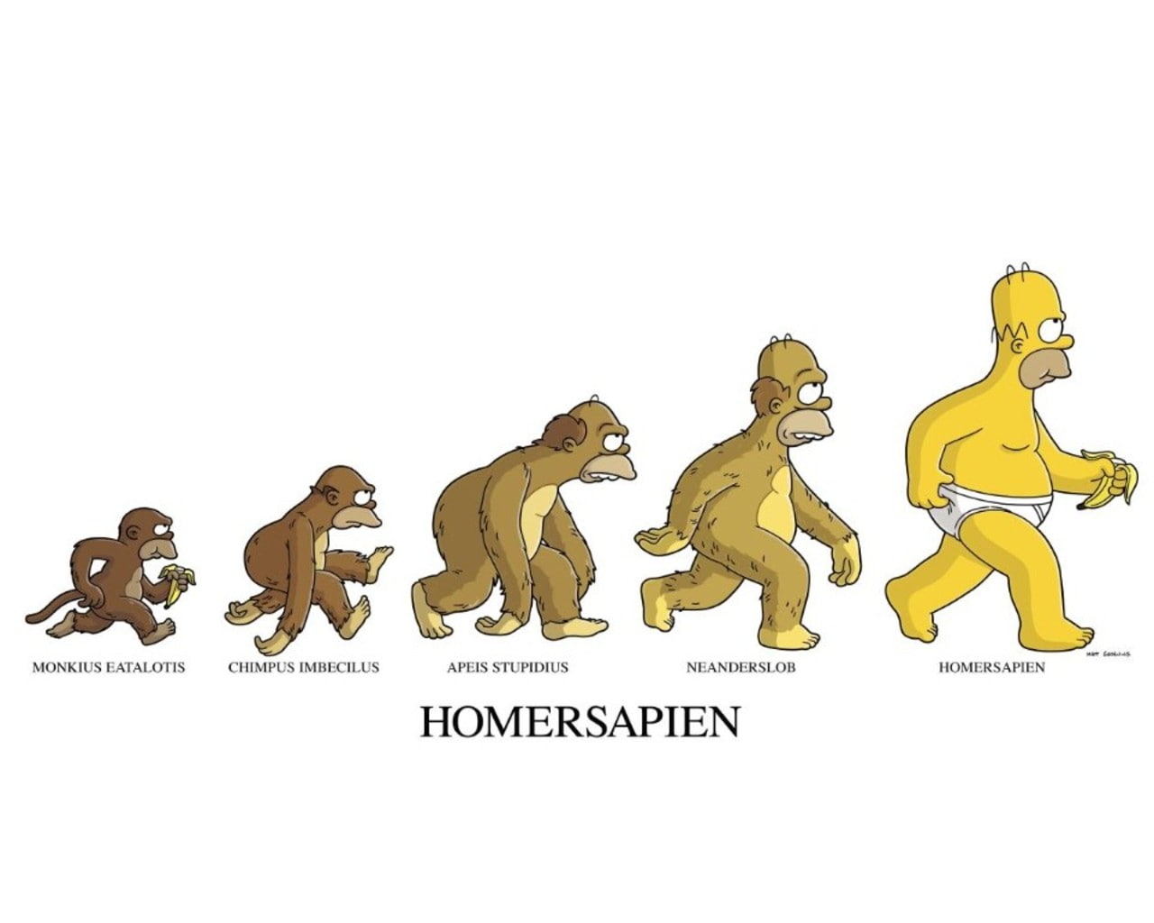 evolution, white, hd, simpsons, homersapien, cartoon/comic, homer, 720P, the, HD Wallpaper