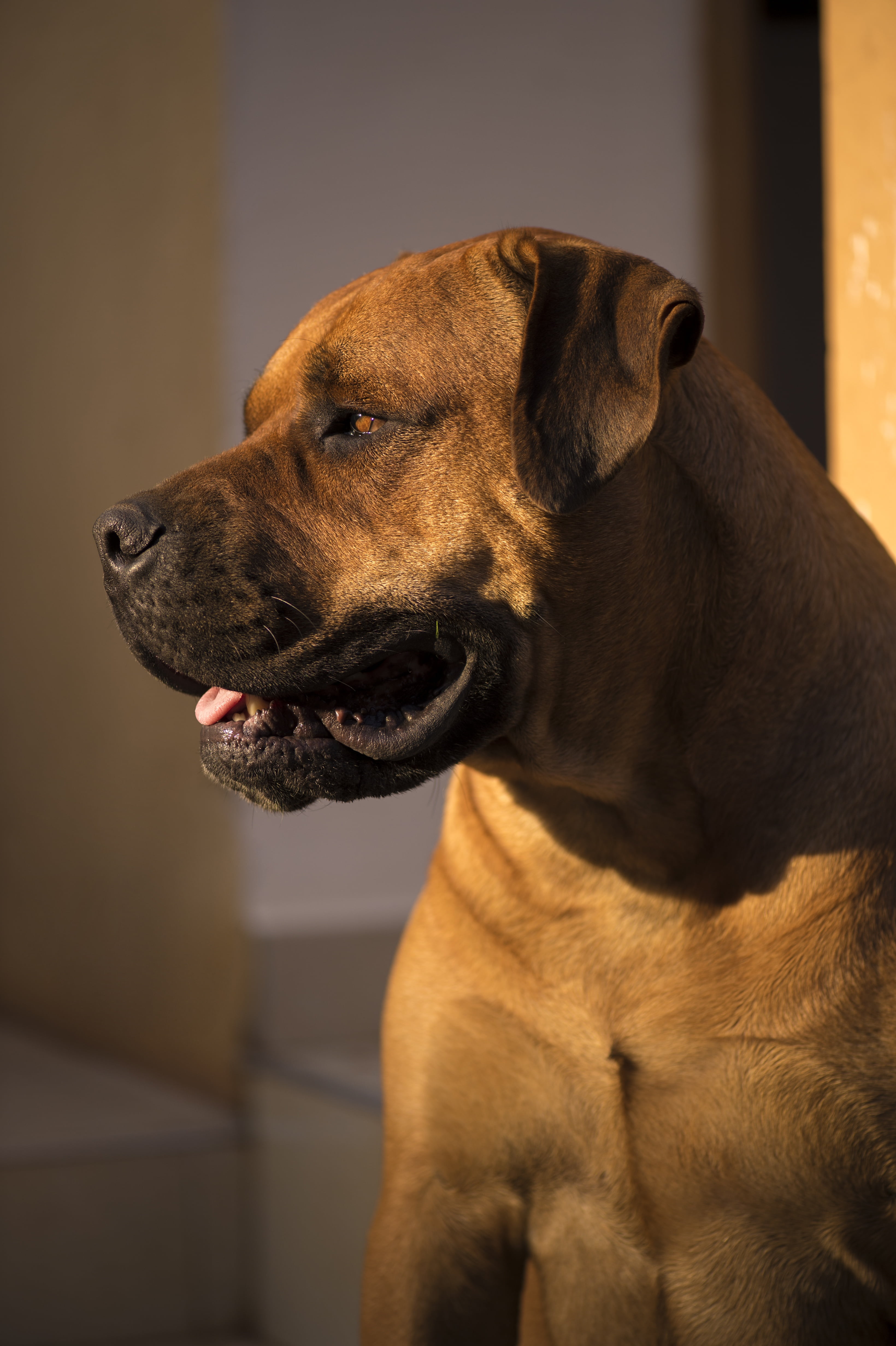 photo, 4K, africa, african boerboel, domestic animals, bull mastiff, home interior, one animal, animal themes, animal head, dog, no people, indoors, close-up, Phone HD Wallpaper