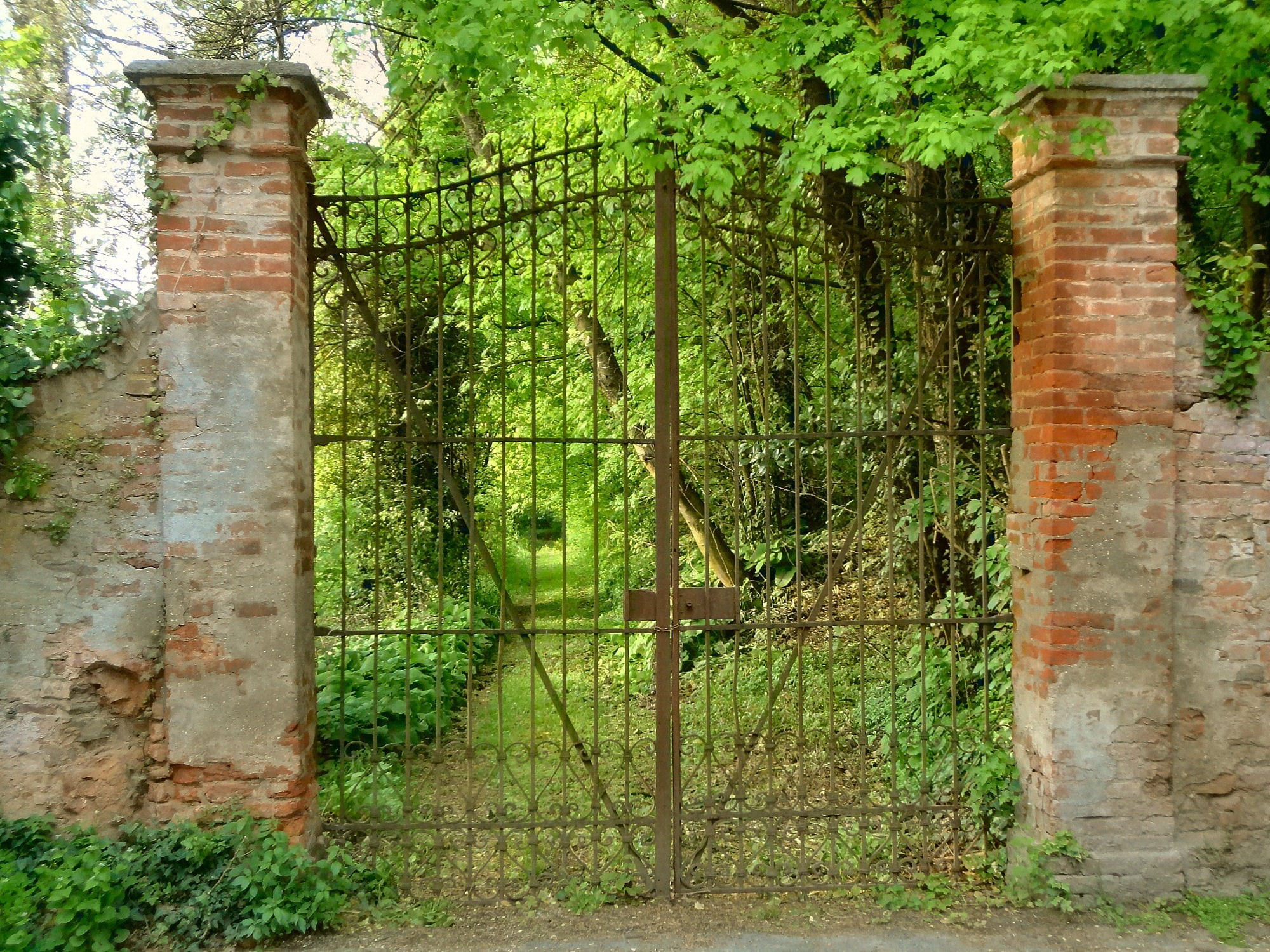 tree, old, damaged, building exterior, day, green color, leading, brown, park, abandoned, ruined, brick wall, built structure, wall, brick, run-down, deterioration, HD Wallpaper