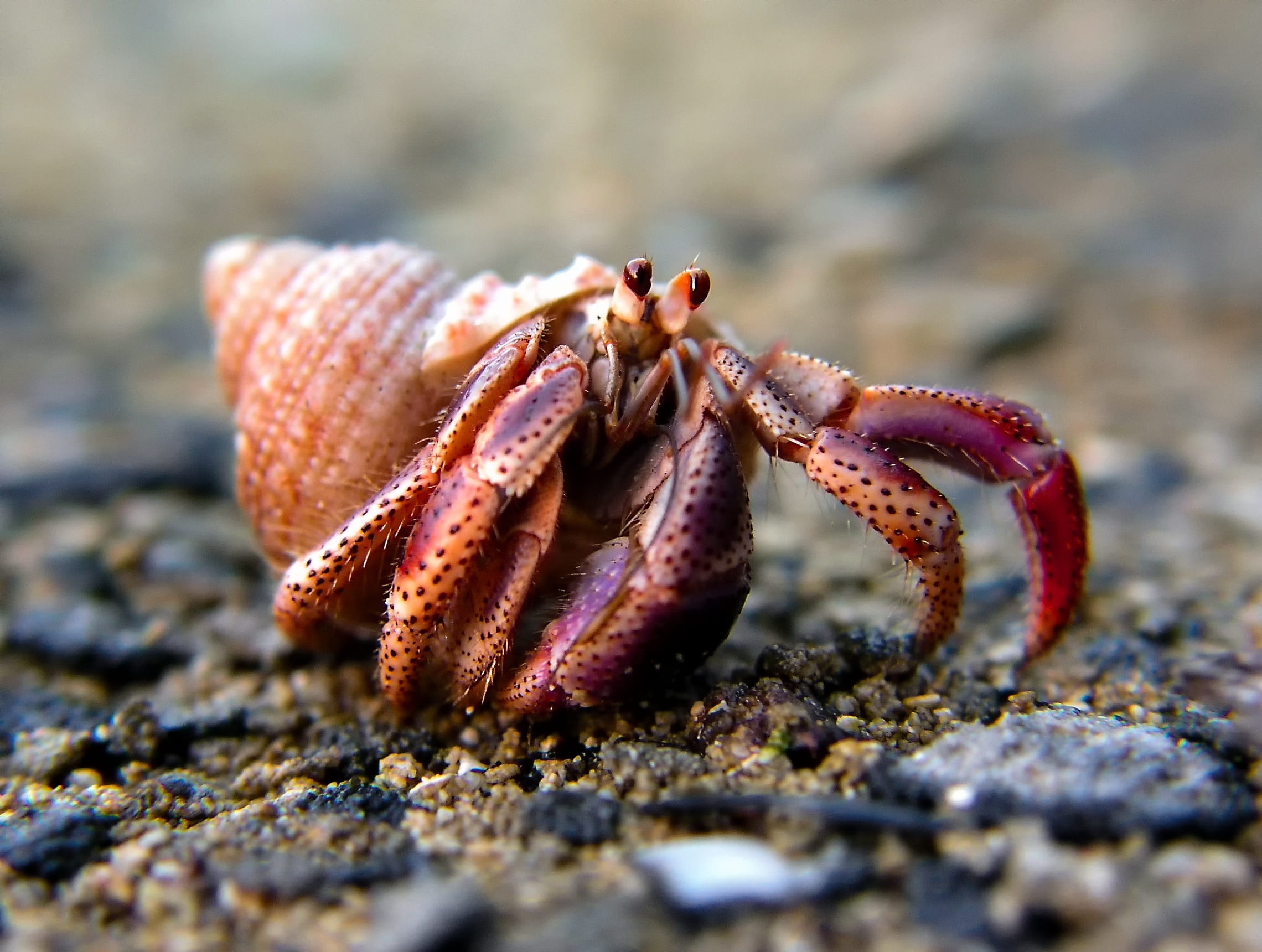 sea life, animal wildlife, close-up, beach, cancer, crustacean, shell, land, selective focus, creature, one animal, outdoors, nature, cuba, no people, animal themes, HD Wallpaper