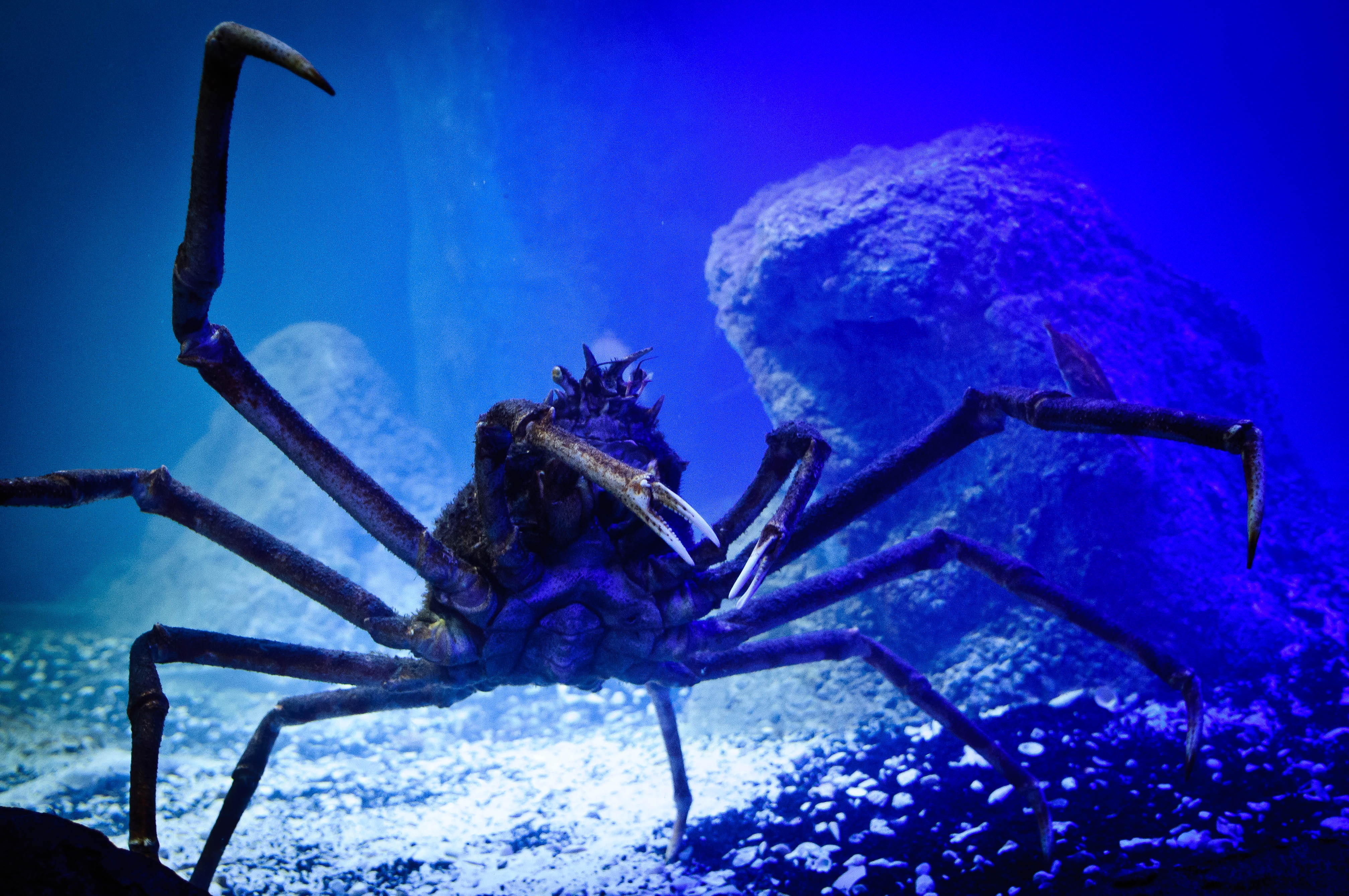 wildlife, animal leg, zoology, animals in the wild, underwater, sea, animal themes, arachnid, animal wildlife, invertebrate, black, animal, aquarium, outdoors, HD Wallpaper