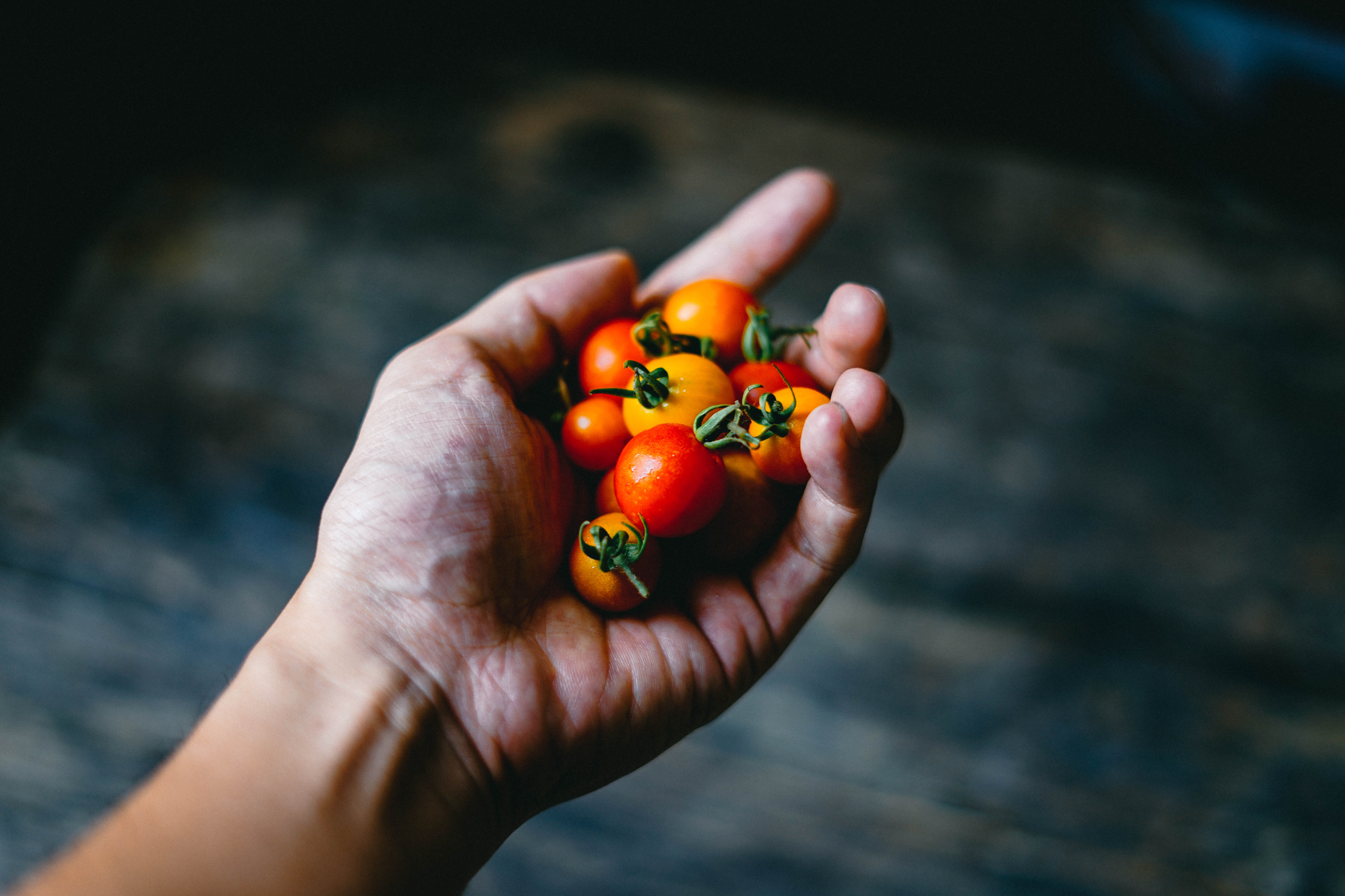 tomatoes, finger, cherry, healthy Eating, one person, food And Drink, personal perspective, 5K, day, orange, holding, nature, human, unrecognizable person, HD Wallpaper