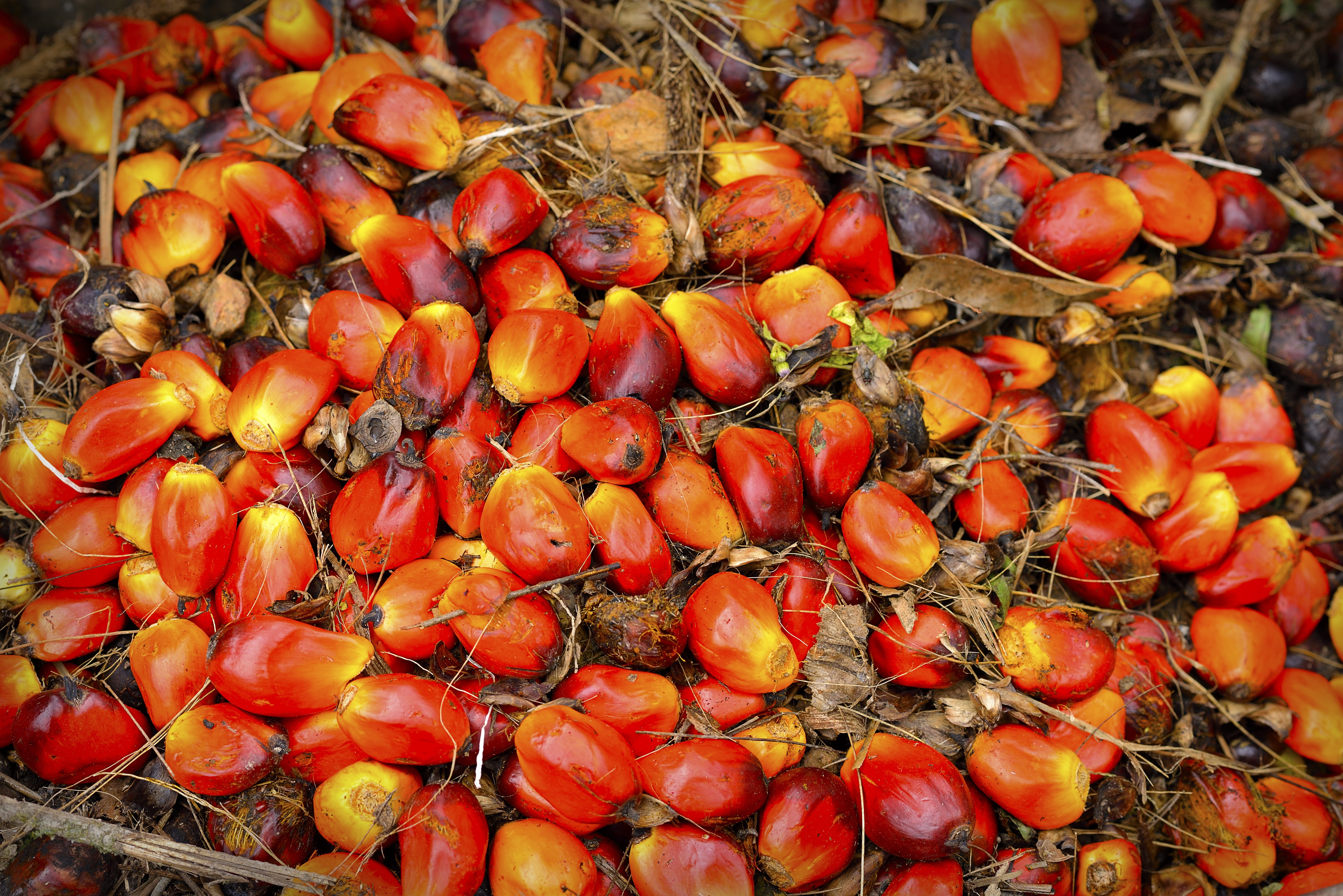 cooking, vegetable, palm tree, nature, agriculture, environmental, day, abundance, nut, healthy eating, plant, food, outdoors, seed, full frame, cooking oil, HD Wallpaper