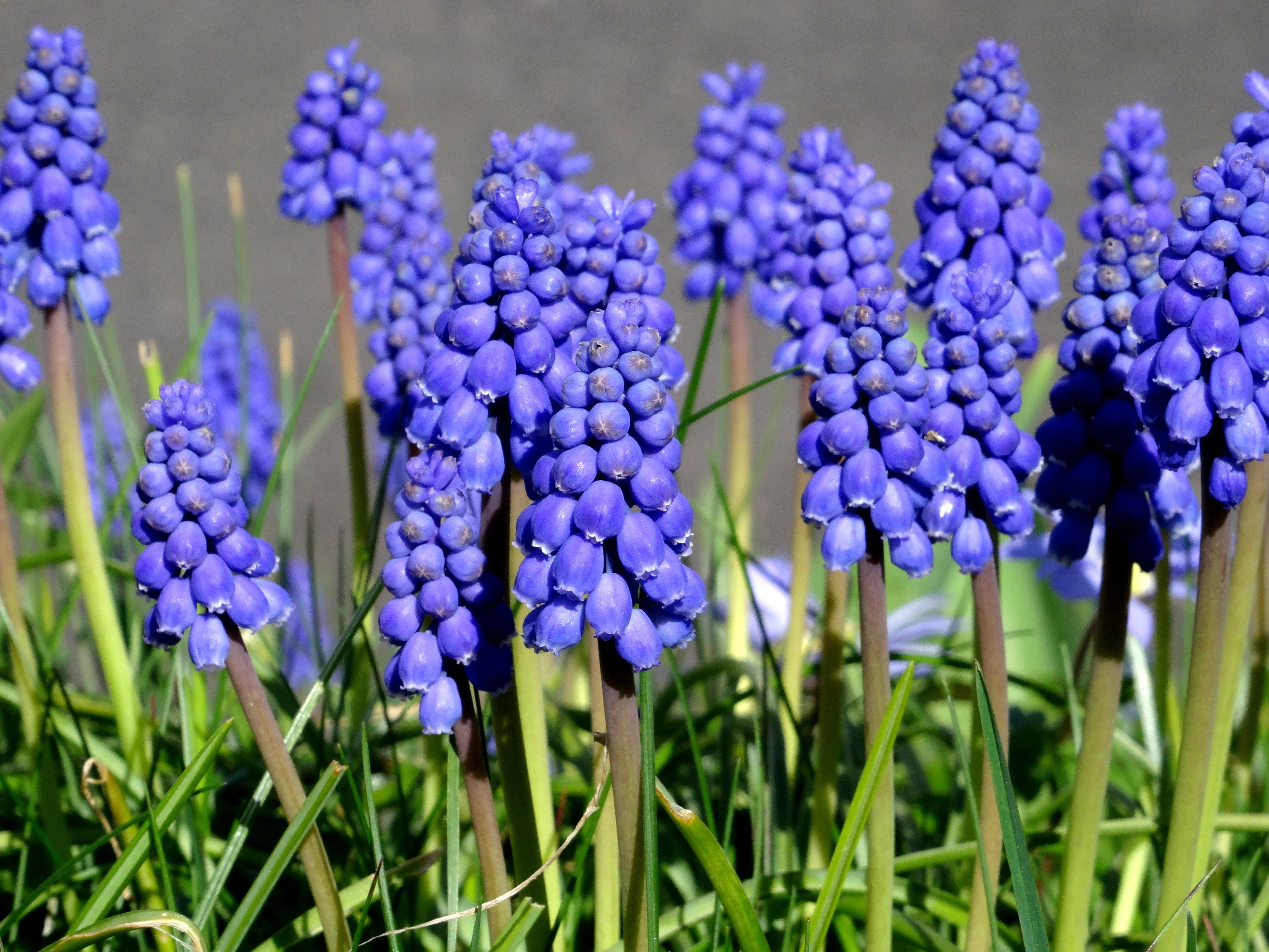 freshness, plant, hyacinth, vulnerability, globose, flowerbed, nature, no People, bloom, field, fragility, violet, flower garden, bunch of flowers, 5K, HD Wallpaper