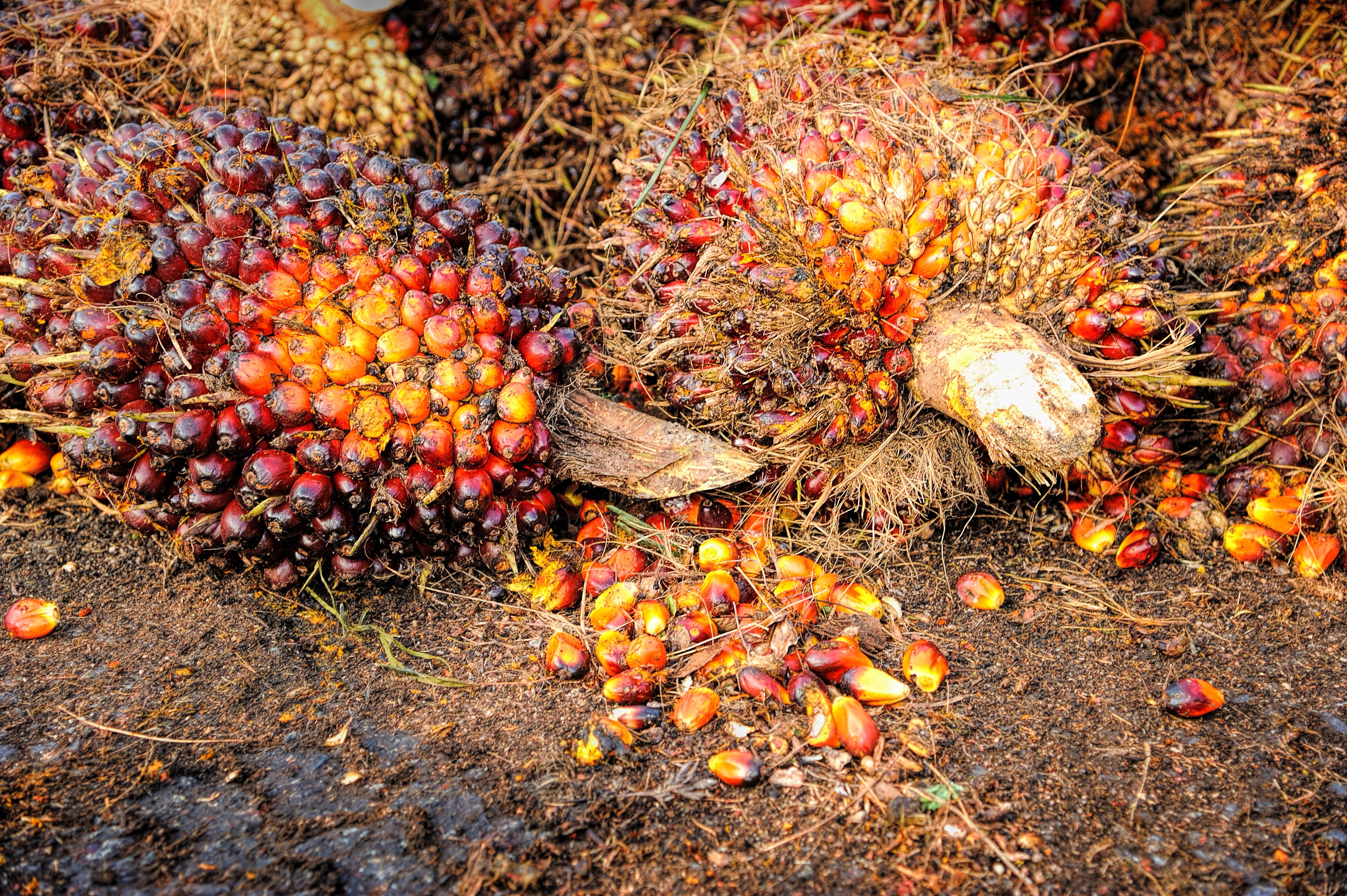 yellow, conservation, area, background, 4K, commodity, palm, bunch, abundance, industry, plant part, palm oil, energy, cooking, raw material, ripe, healthy eating, HD Wallpaper