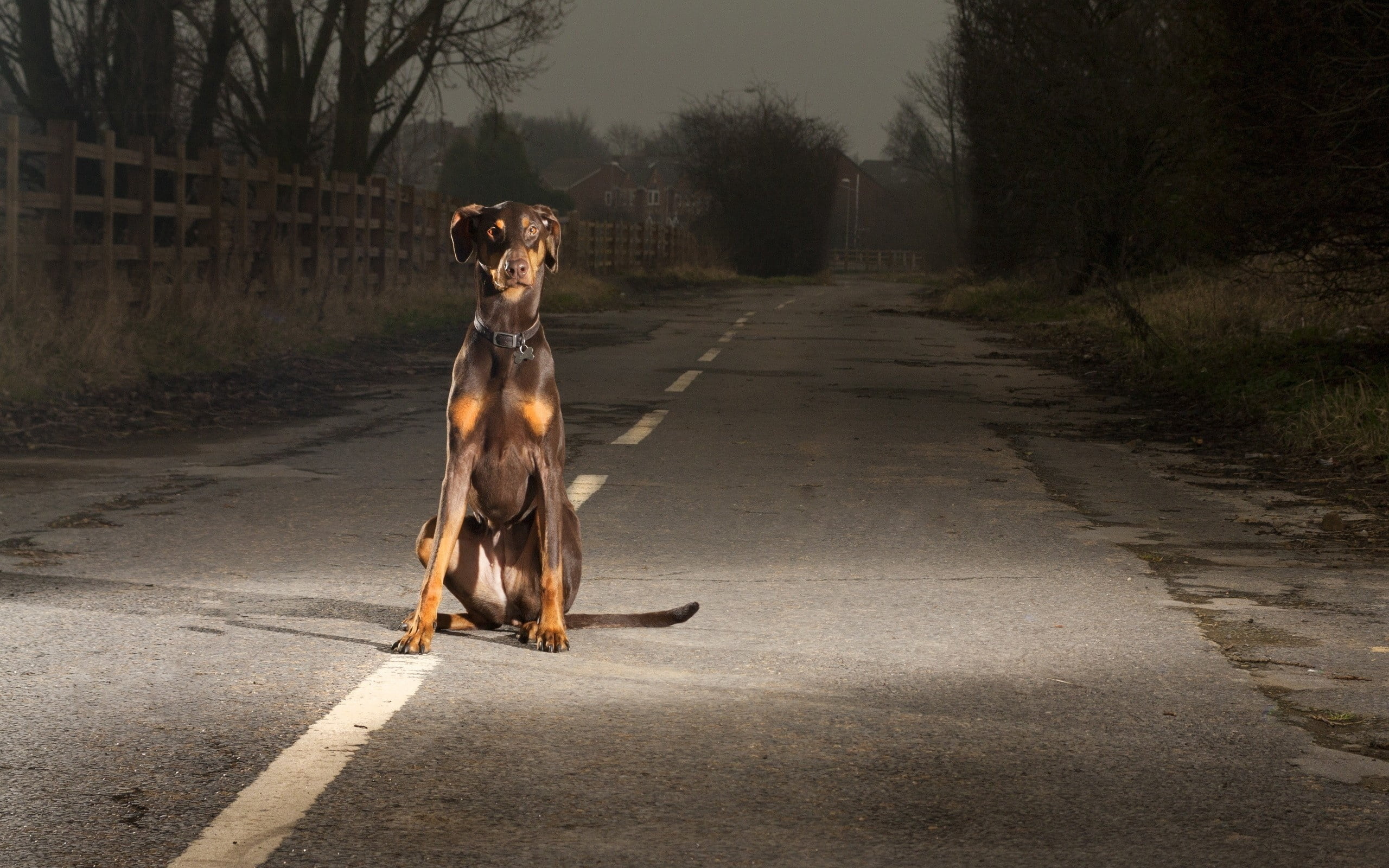 one Animal, outdoors, sitting, night, mammal, no People, nature, alertness, canine, pinscher, the way forward, evening, plant, rust, running, looking, black, HD Wallpaper